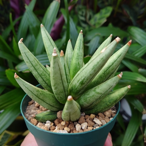 サンスベリア ヘッジホッグ 3 Sansevieria Hedgehog