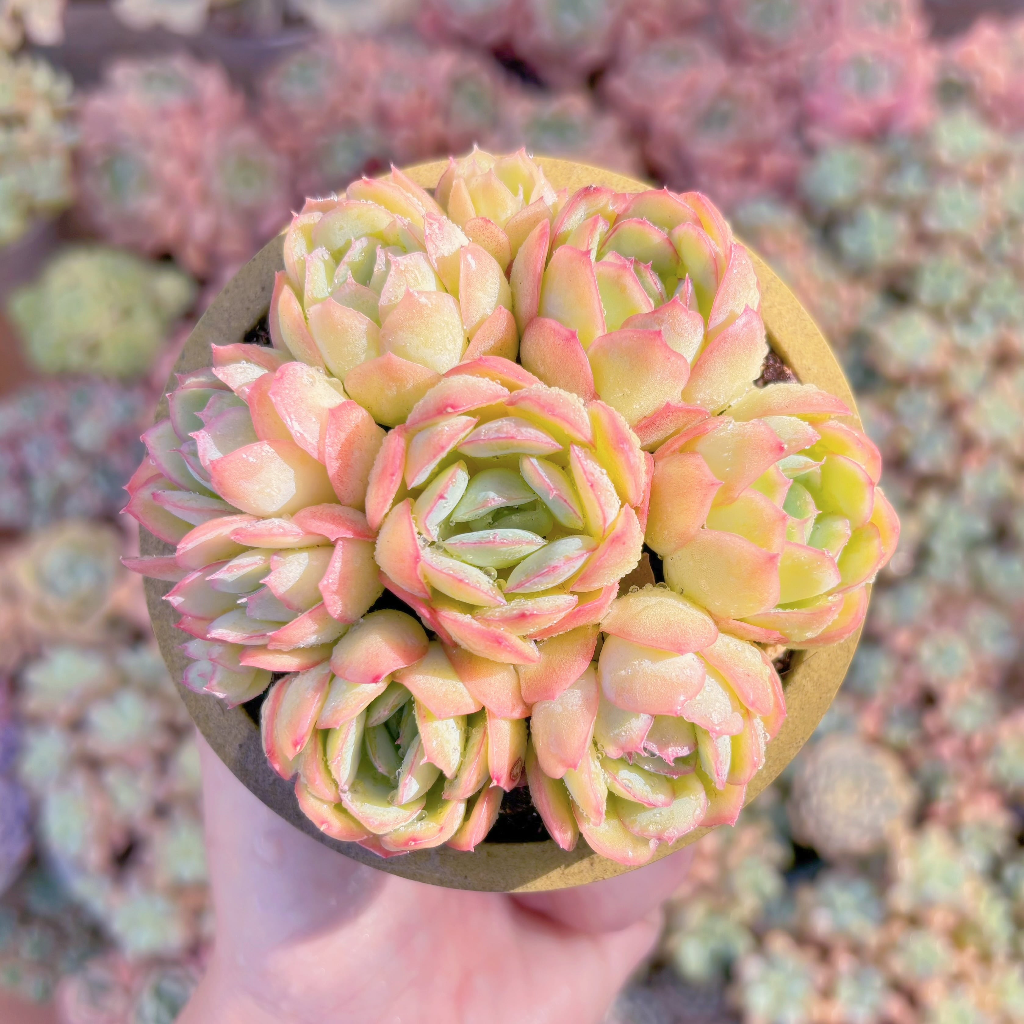 多肉植物　ストロベリーアイス(7苗)　新入荷　るる農園