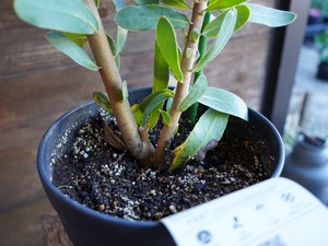 【現物】プロテア ”ステートリー”