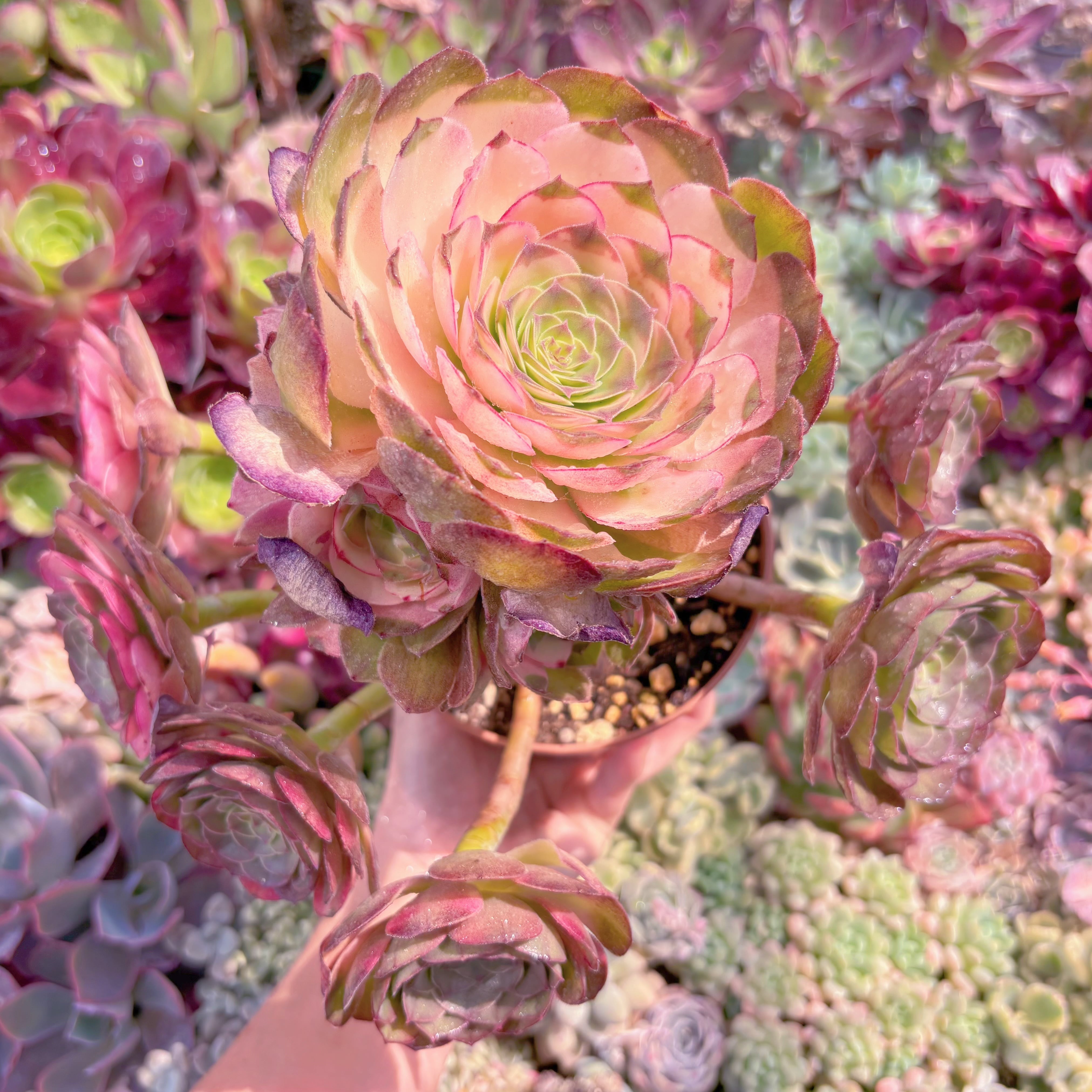 現品　ハロウィン錦#867　特大群生　残りわずか　るる農園