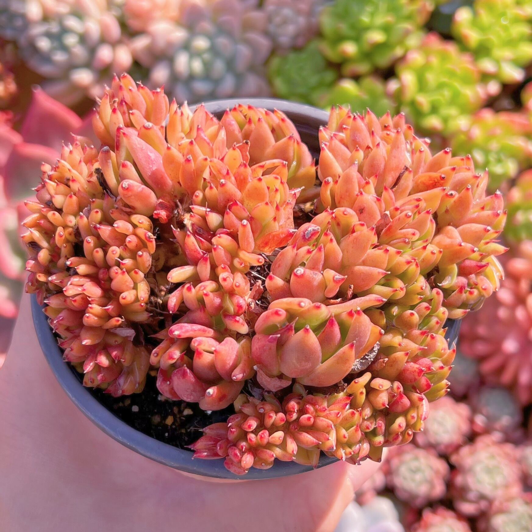 現品　魅惑の宵　缀化　特大#691  るる農園