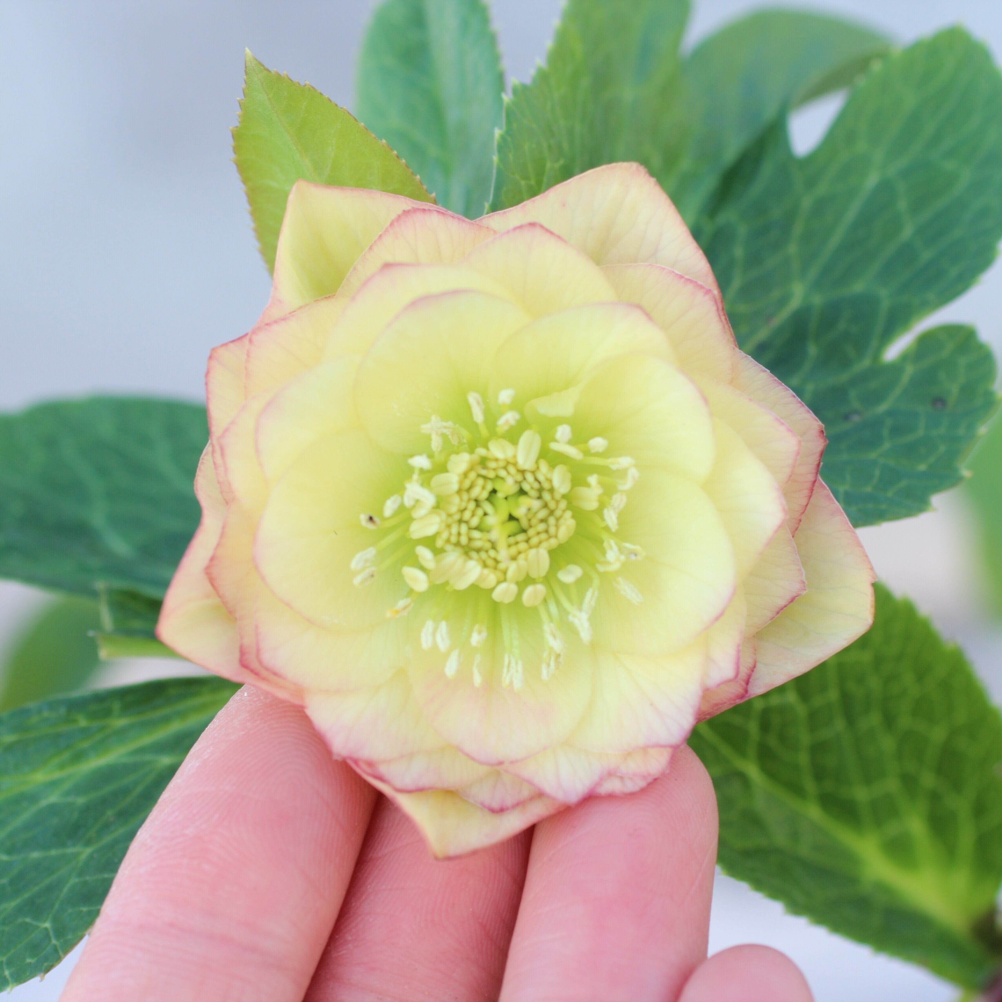 ウインターシンフォニー　小輪グリーンバイカラーDDクリスマスローズ　開花株 ウインターシンフォニー 小輪グリーンバイカラーDDクリスマスローズ