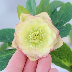 WS26-026 クリスマスローズ ウィンターシンフォニー イエローピンクリップダブル