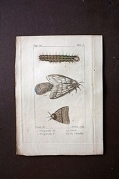 1780s フランス ビュフォン伯爵による蛾と幼虫の博物画c Buffon アンティーク