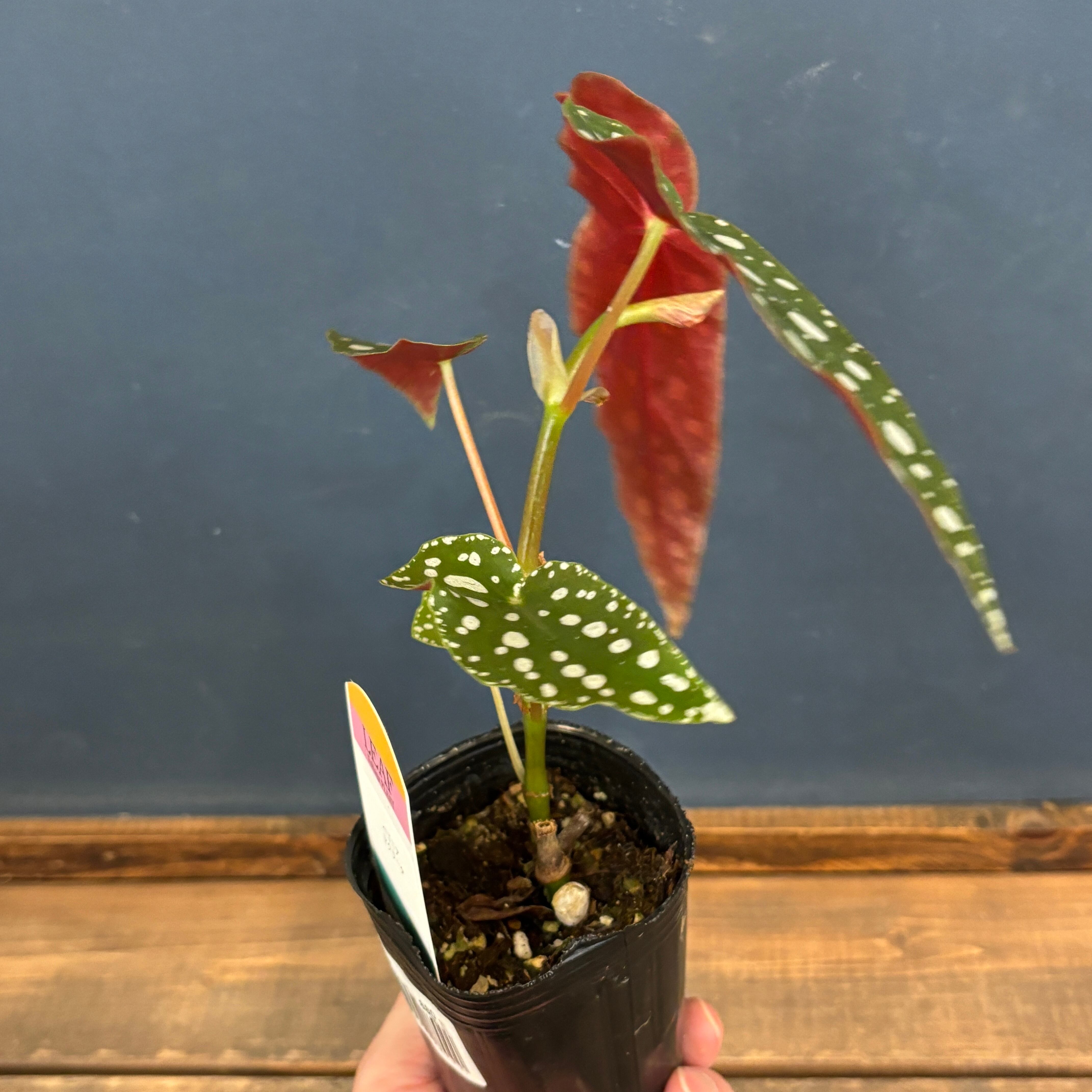 ベゴニア マクラータ【528】 | PROTOLEAF プロトリーフ