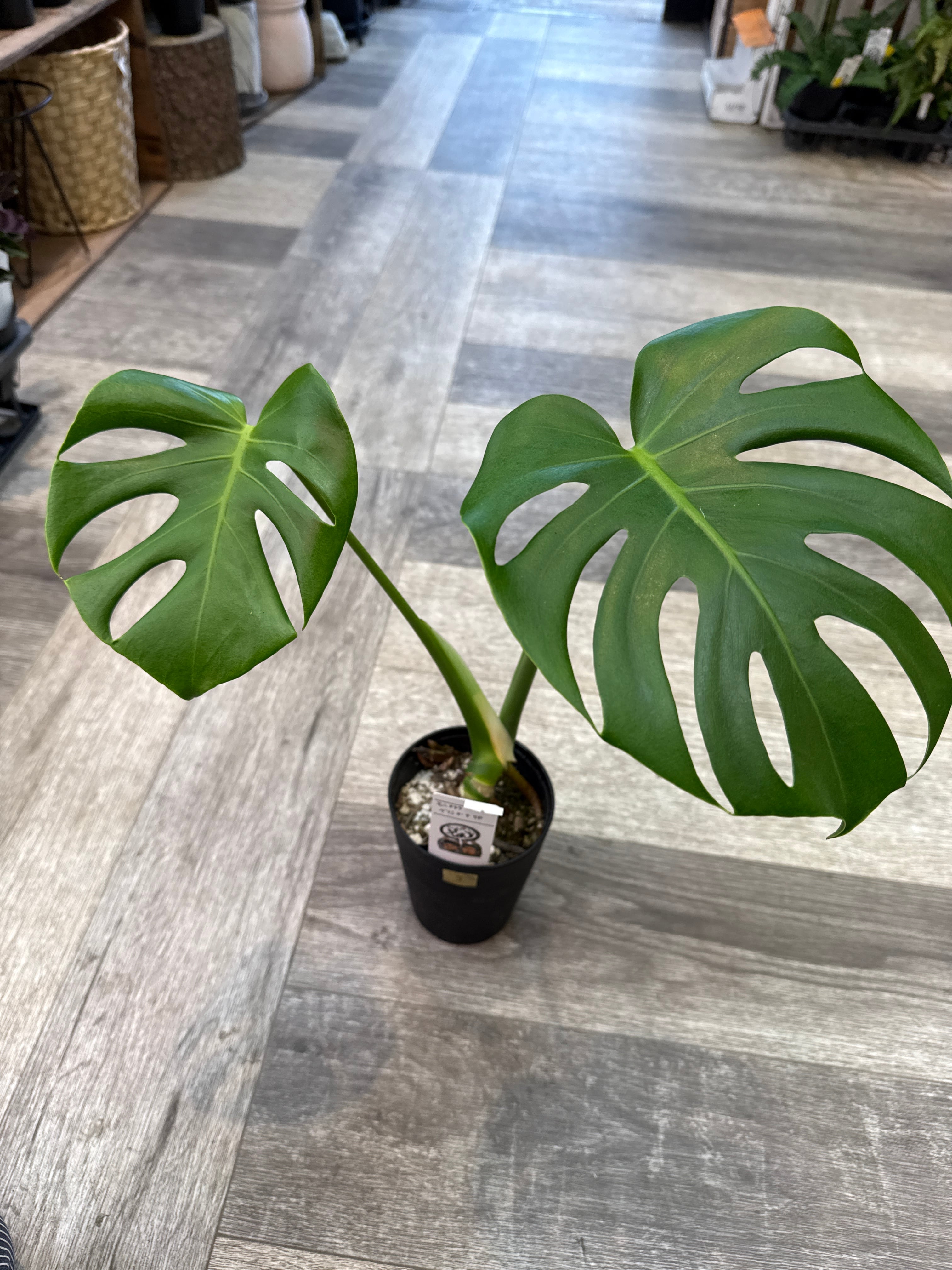 ②モンステラ デリシオサ 'Green Snow' | Gardenえん 【観葉熱帯植物】