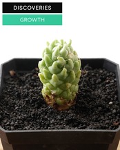 発根済カット苗 マミラリア ロンギマンマ モンスト M Mammillaria longimamma f.monstrosus