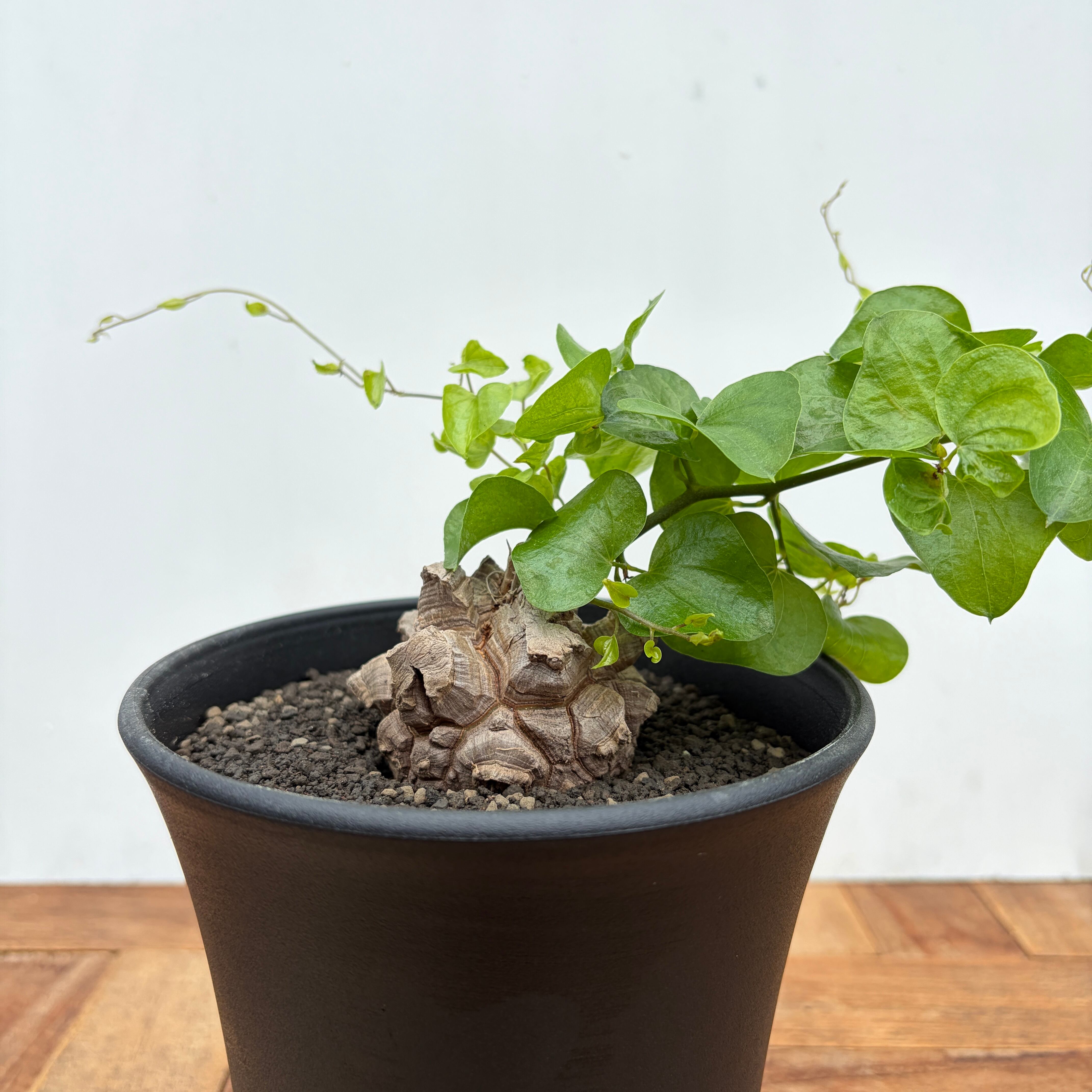 【鉢ごと】チレコドン シングラリス　実生 Tyrecodon singularis【チレコドン・シングラリス】 | RIMO'S GREEN