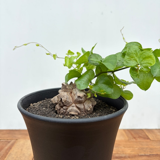 Dioscorea elephantipes【ディオスコレア・亀甲竜】