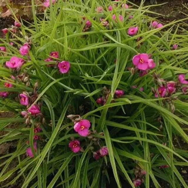 トラディスカンティア ヒメツユクサ 赤花