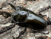 《ババオウゴンオニクワガタ 62mm ♂単》