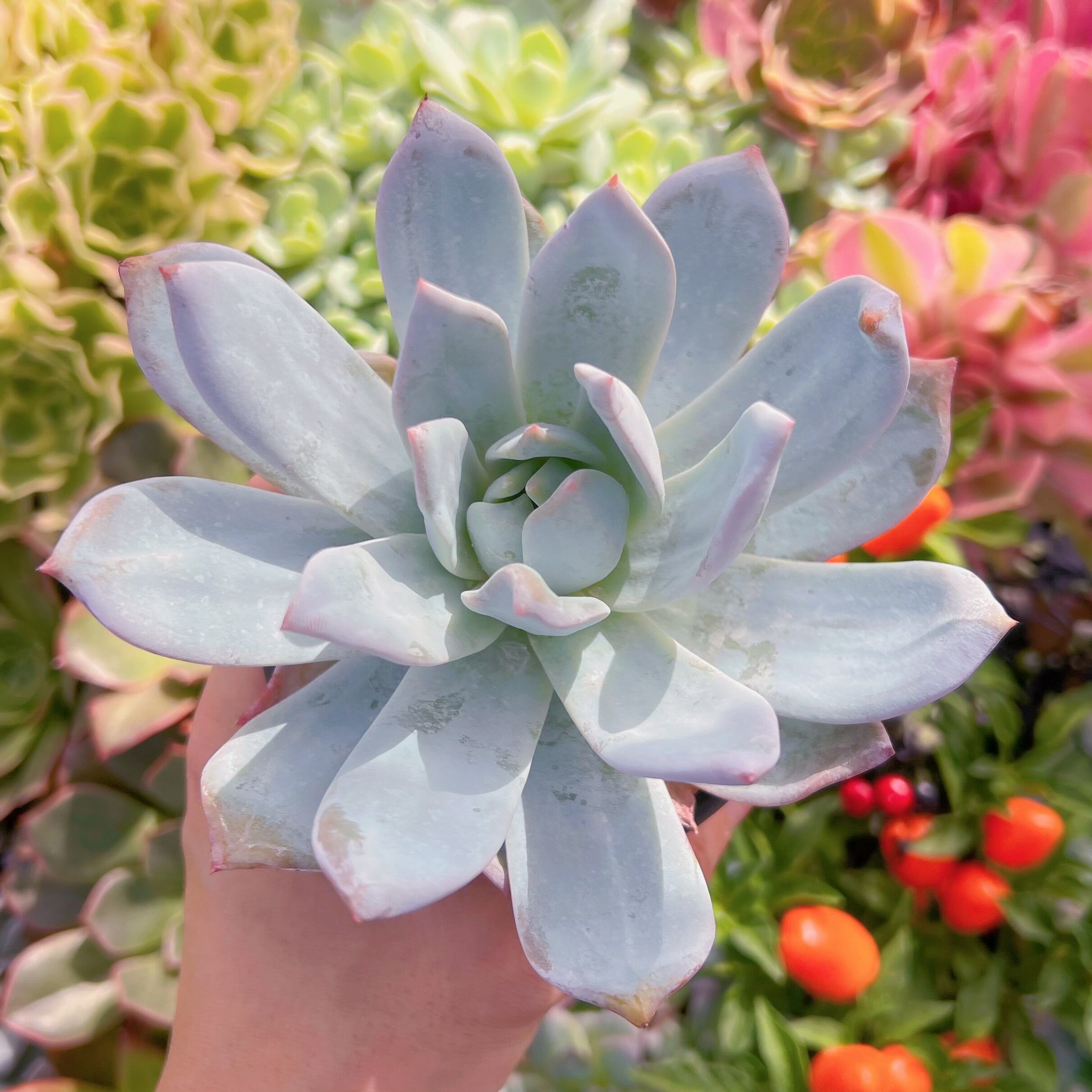 現物　ジャムアンジュ#705   古株大苗   るる農園