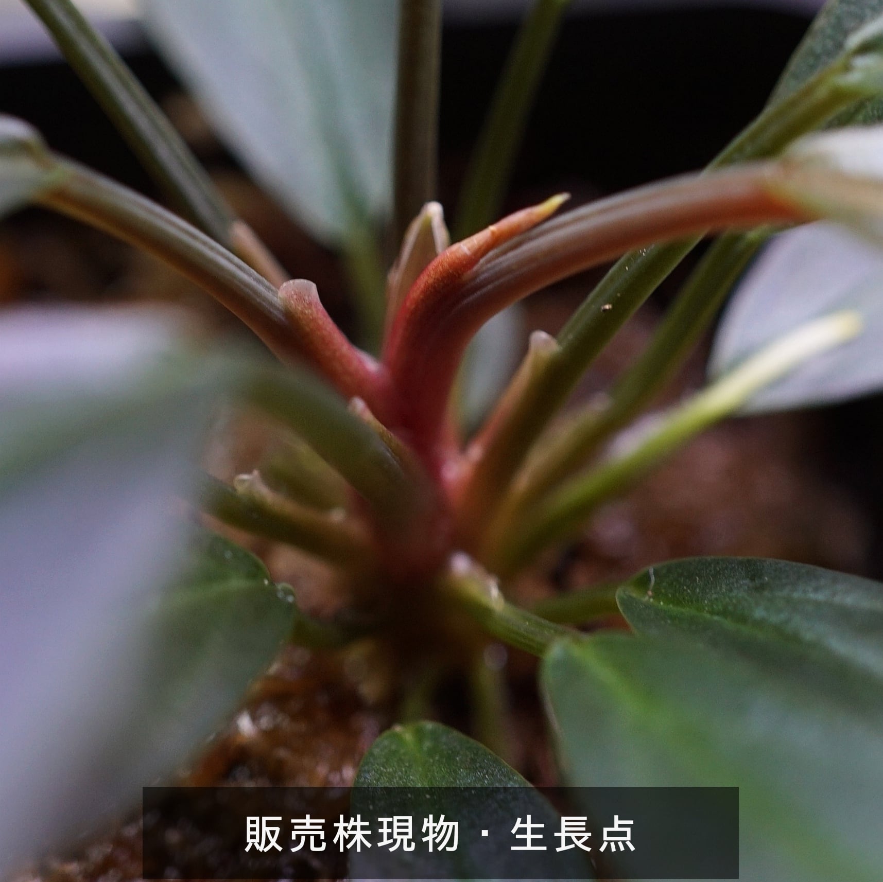 ⚠️保冷剤発泡　TZ便ネームド　ホマロメナsp.バリエガータ\"斑雪\" ⚠️保冷剤発泡 TZ便ネームド ホマロメナsp.バリエガータ 斑雪