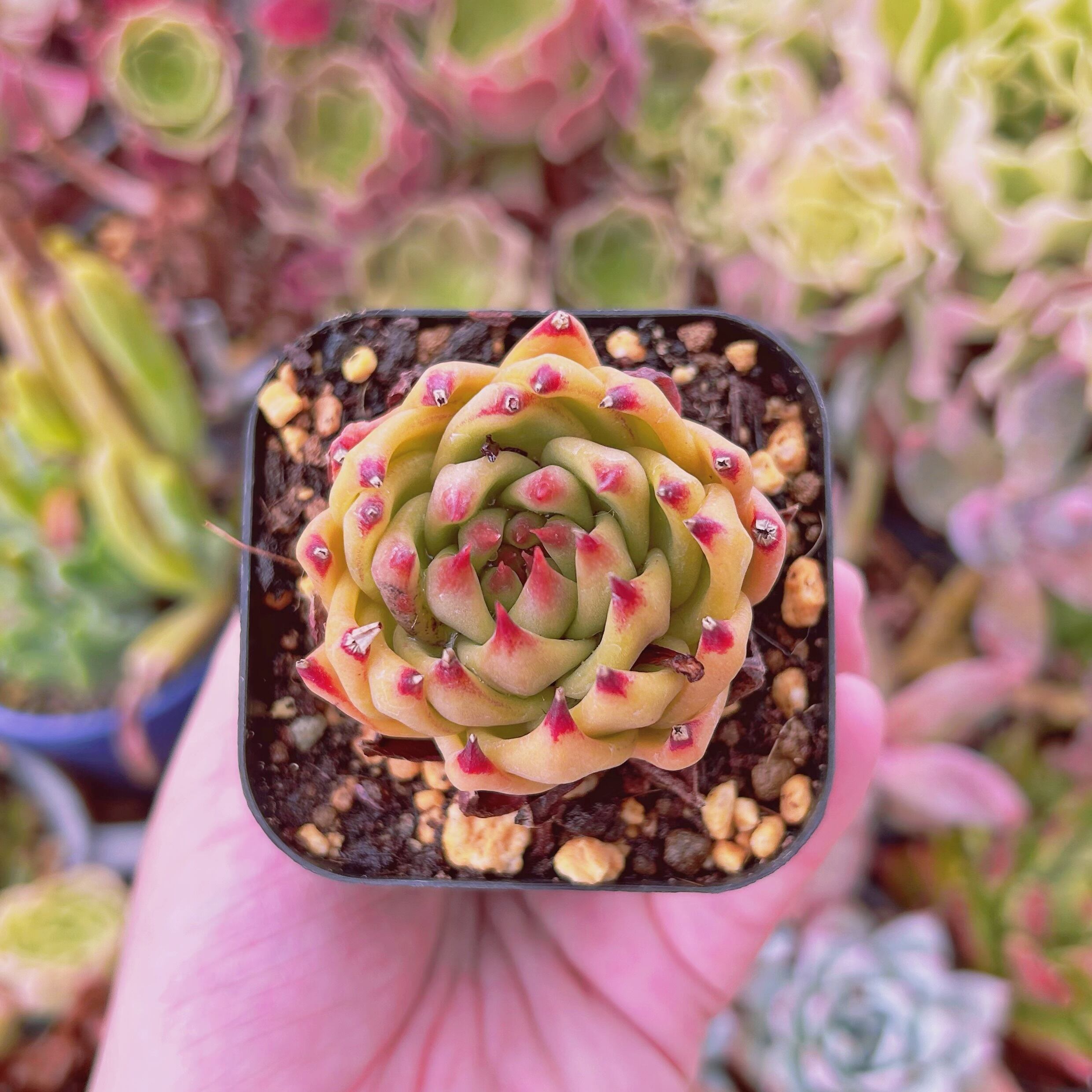 現物　多肉植物　Topaz 抜き苗