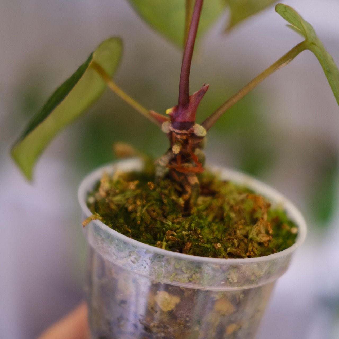 【厳選】アンスリウム レッドクリスタリナム × ドラヤキ /Anthurium