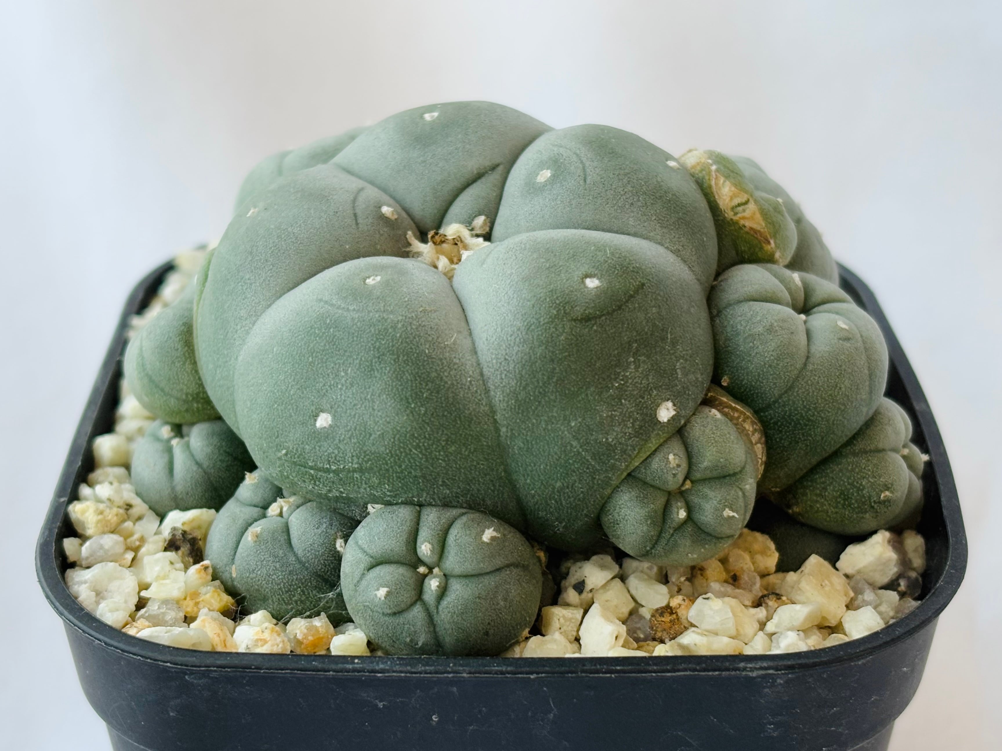 Lophophora williamsii ロフォフォラ 烏羽玉 仔吹き サボテン | plants
