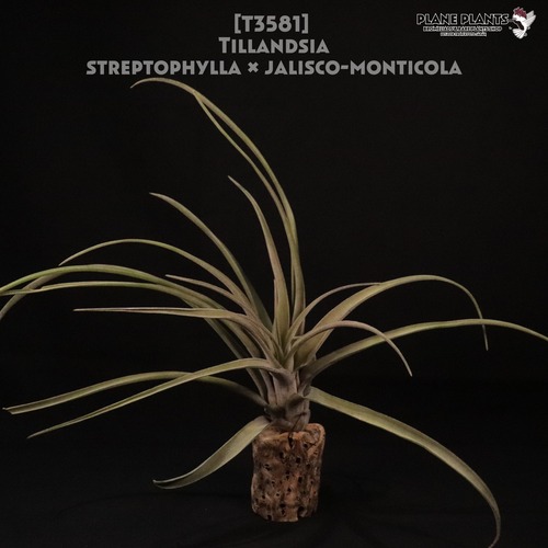 【送料無料】streptophylla × jalisco-monticola〔エアプランツ〕現品発送T3581