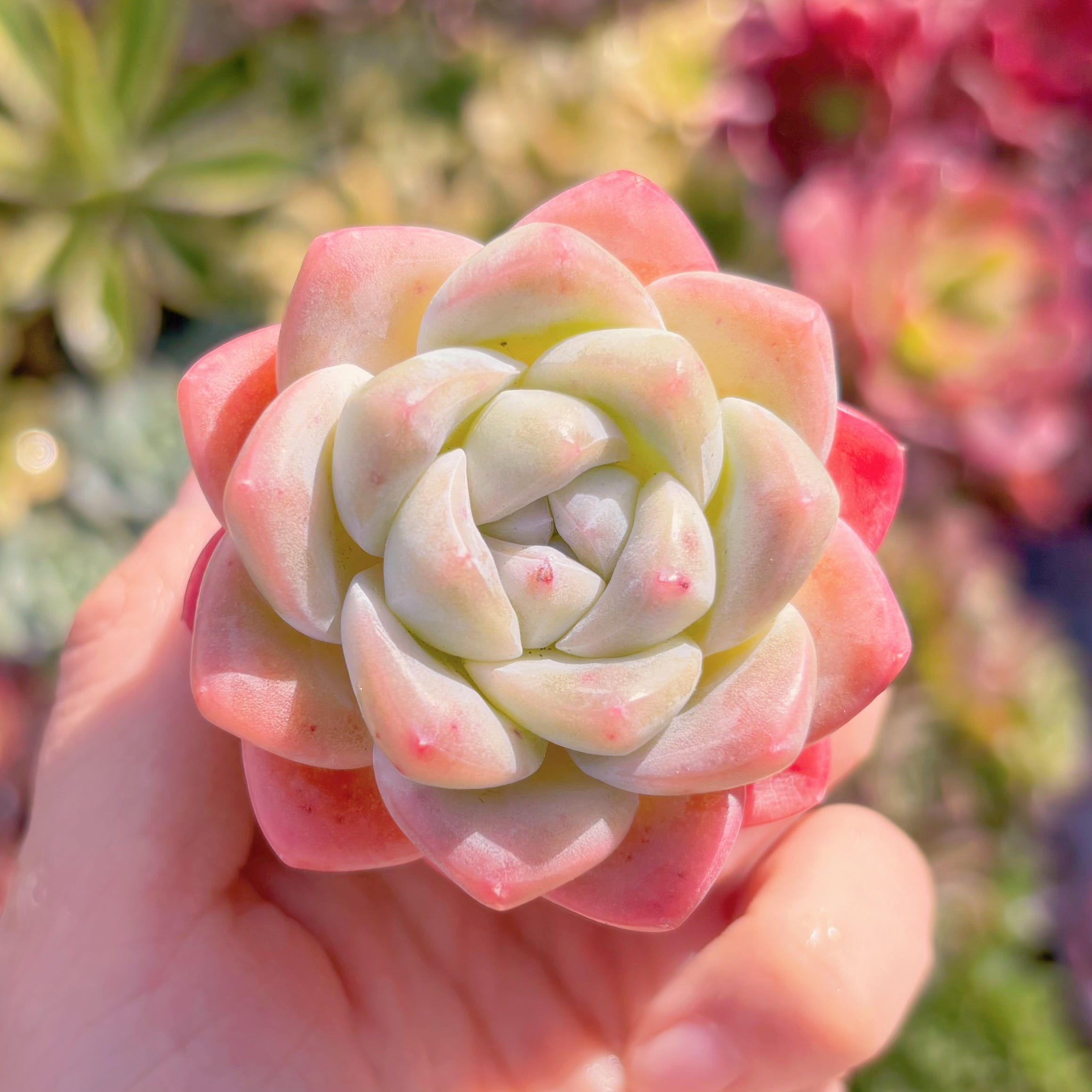 多肉植物　アイスグリーン(M)　新入荷　るる農園