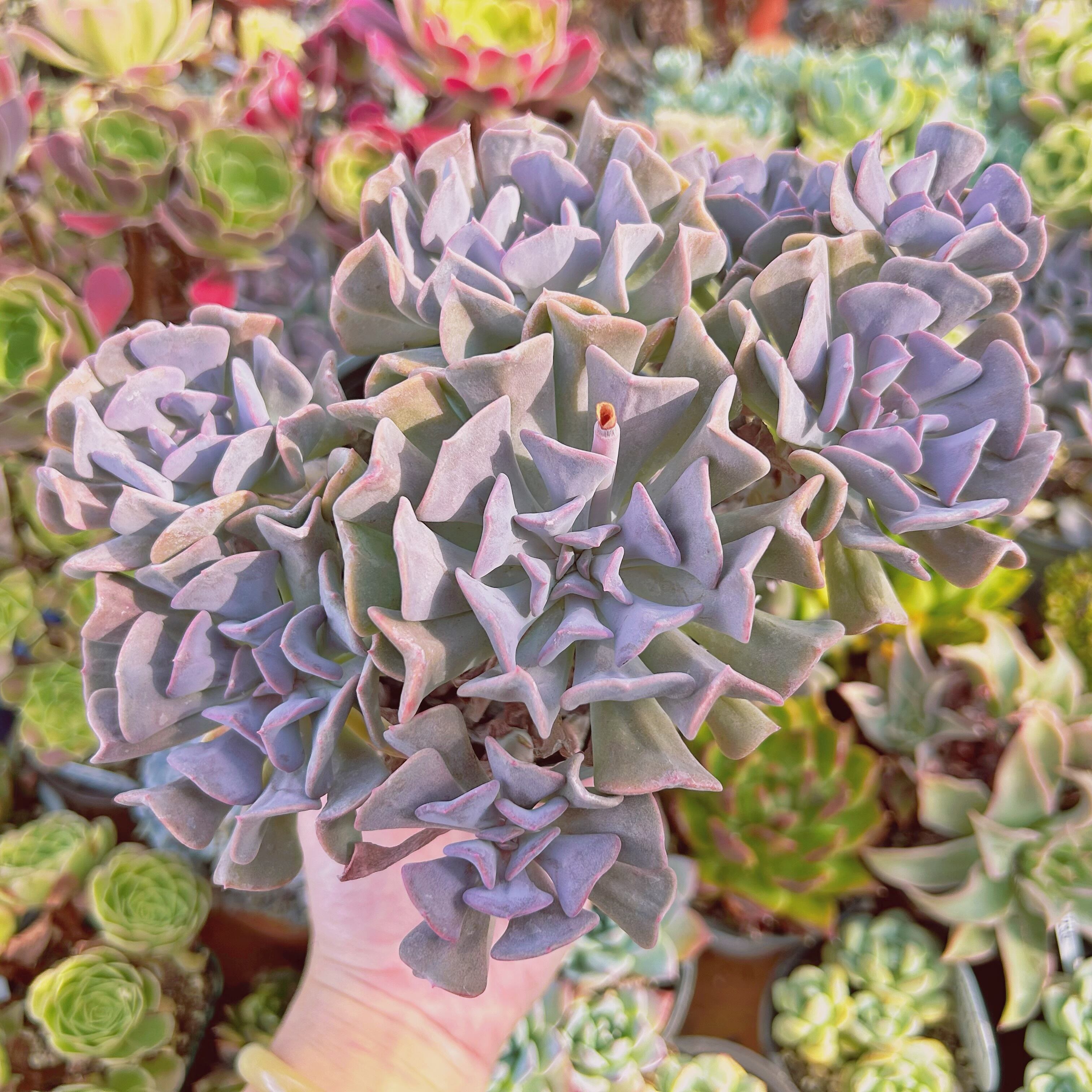 #204現物　多肉植物　エキゾチック　特大群生　抜き苗