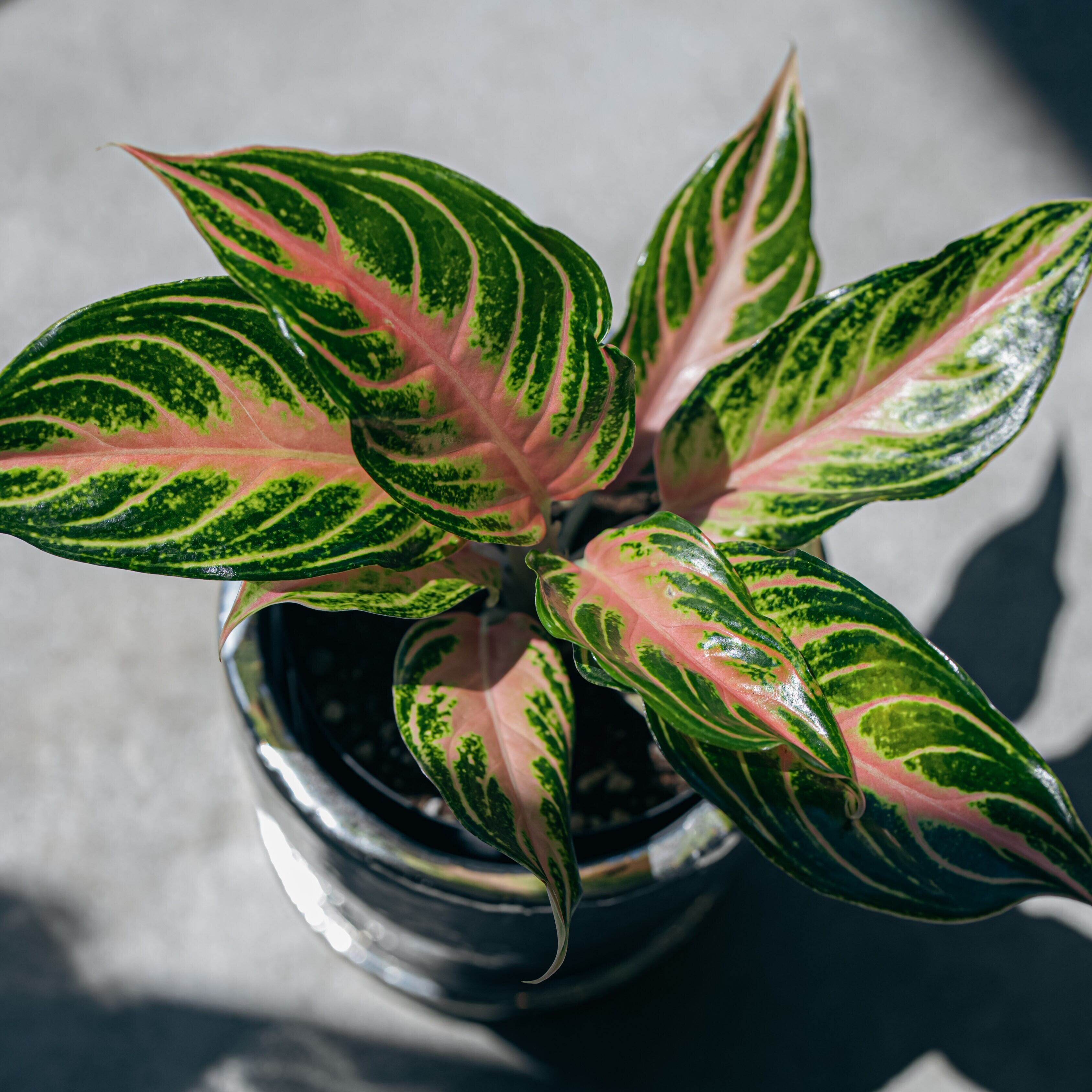 アグラオネマ・ピンクパナマ（Aglaonema 'Pink Panama'） | Plants Baka