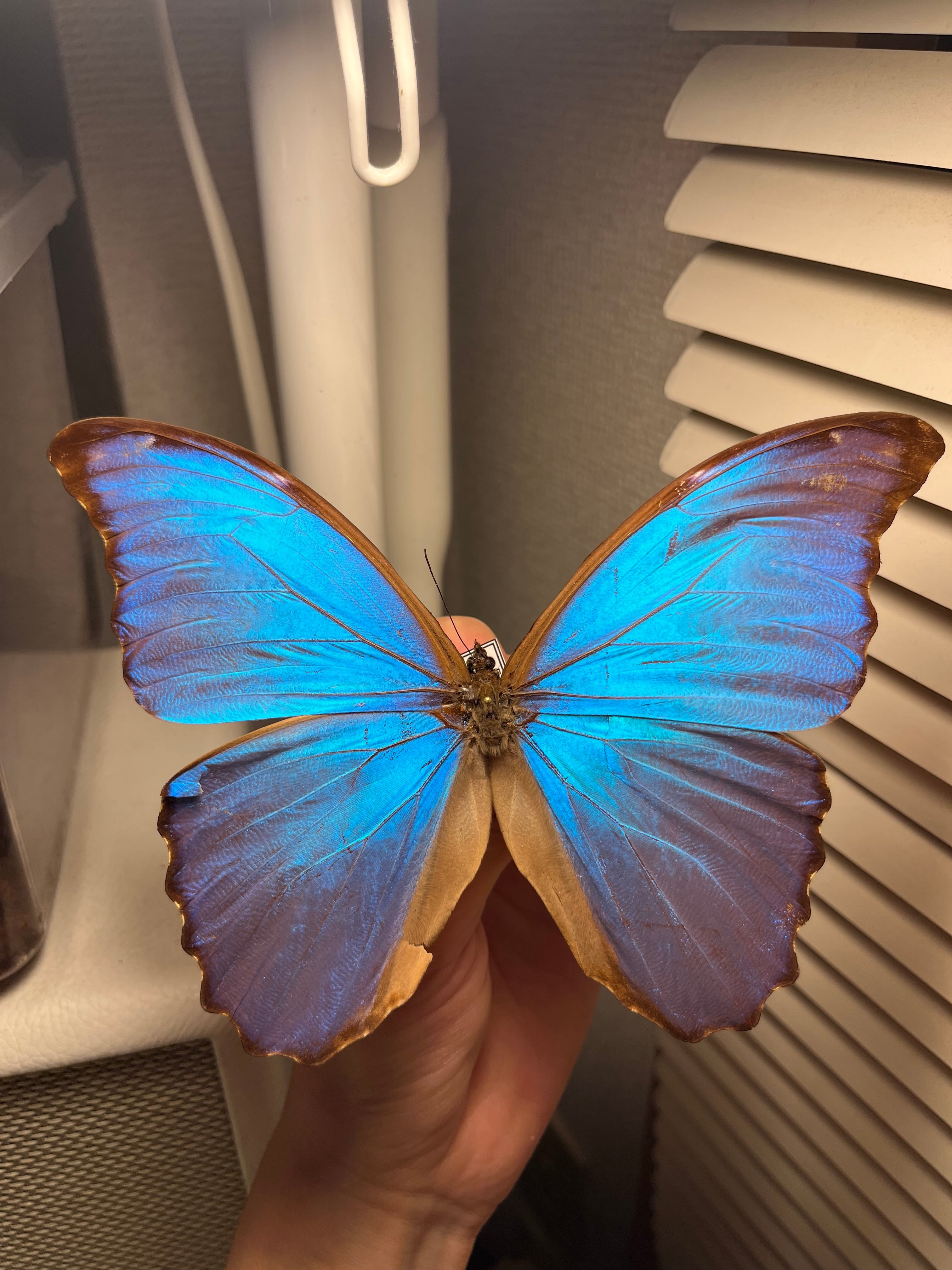 ミイロタテハ　ファルキドン.フルニエ　外国産　蝶標本　チョウ 蝶標本 珍品 ミイロタテハ アグリアス ファルキドンミイロタテハ