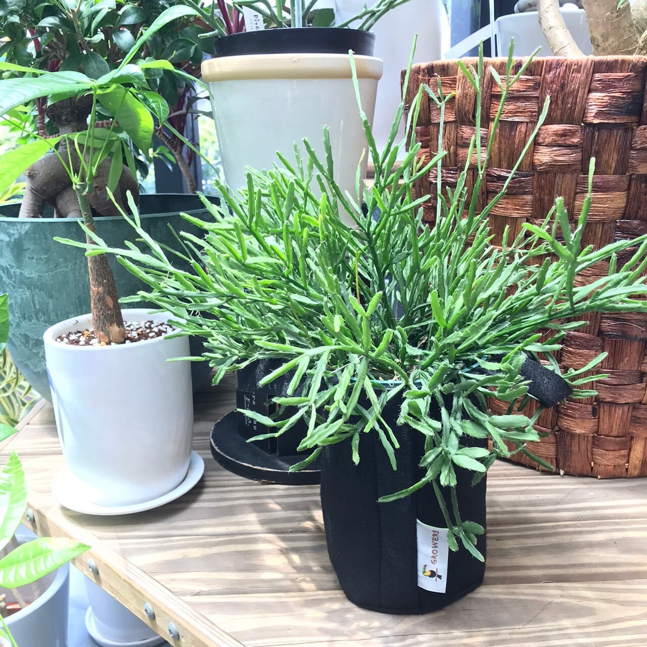 鉢カバー等 | 新鮮お花問屋 Jp-Farmers.com 鉢カバー等 | 新鮮お花問屋 Jp-Farmers.com