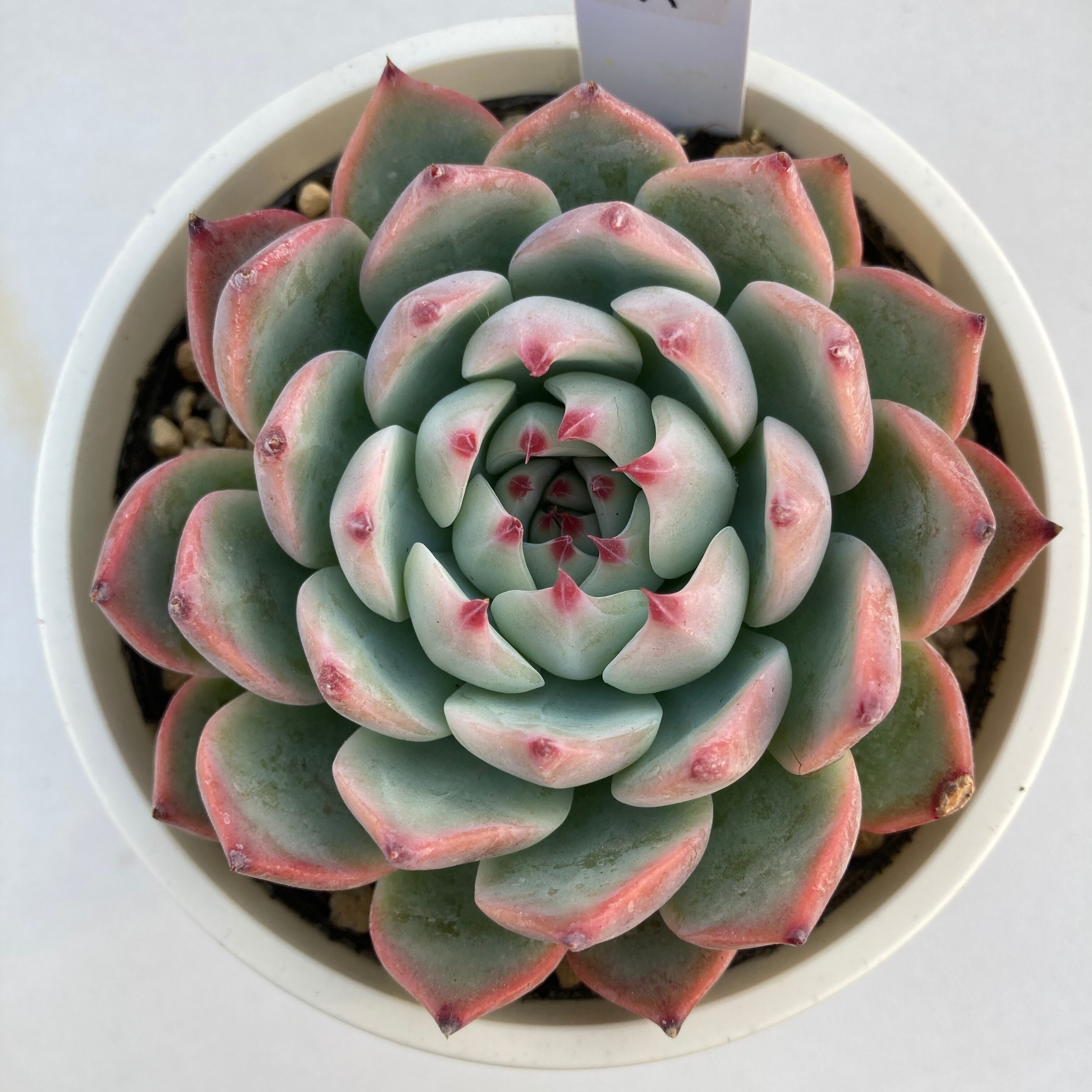 現物商品 パルバ 3号サイズ 多肉植物研究所 現物商品 パルバ 3号サイズ 多肉植物研究所