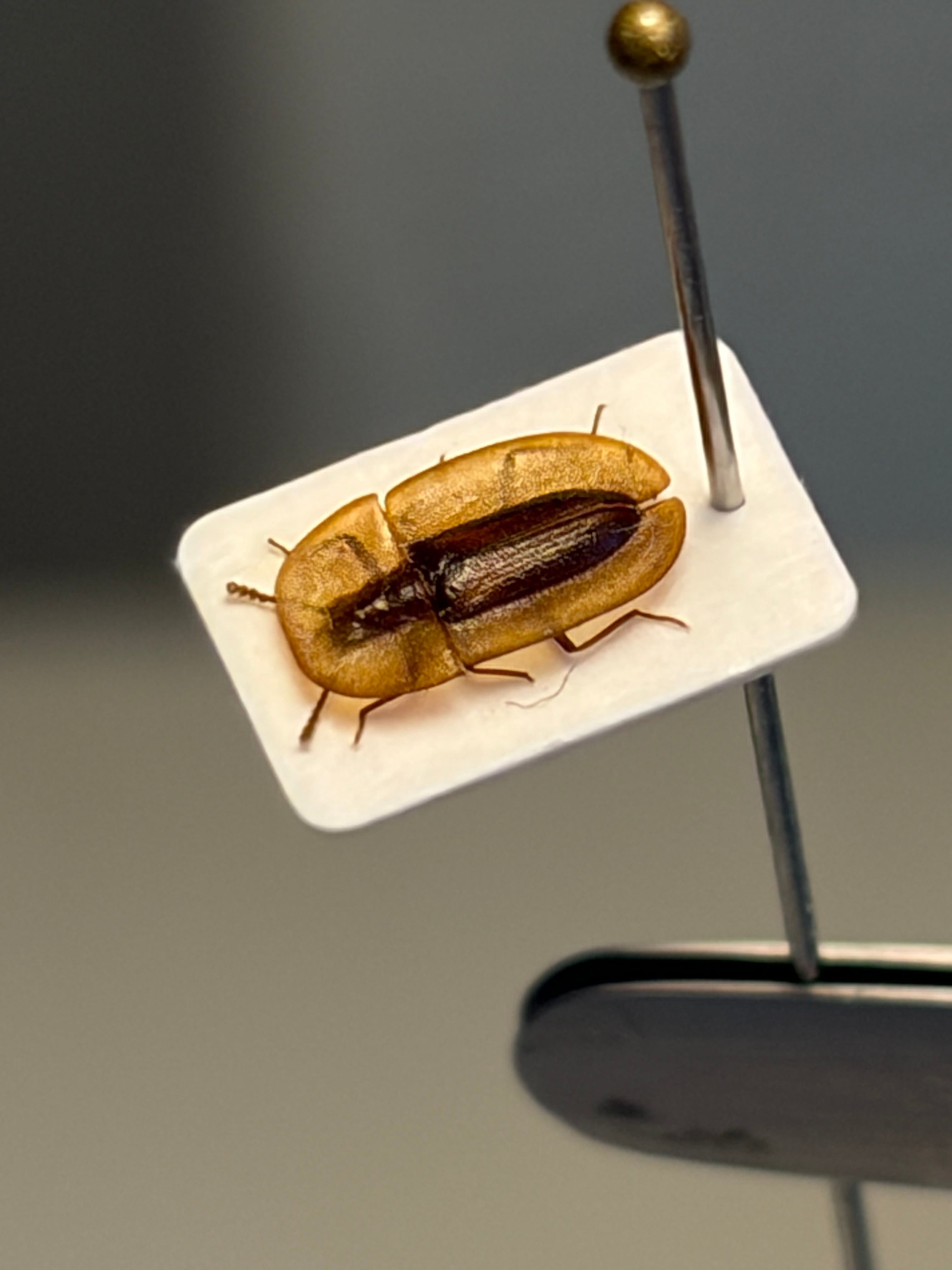 6mm】鉱物みたいなコブスジツノゴミムシダマシ 標本ゾウムシカミキリ