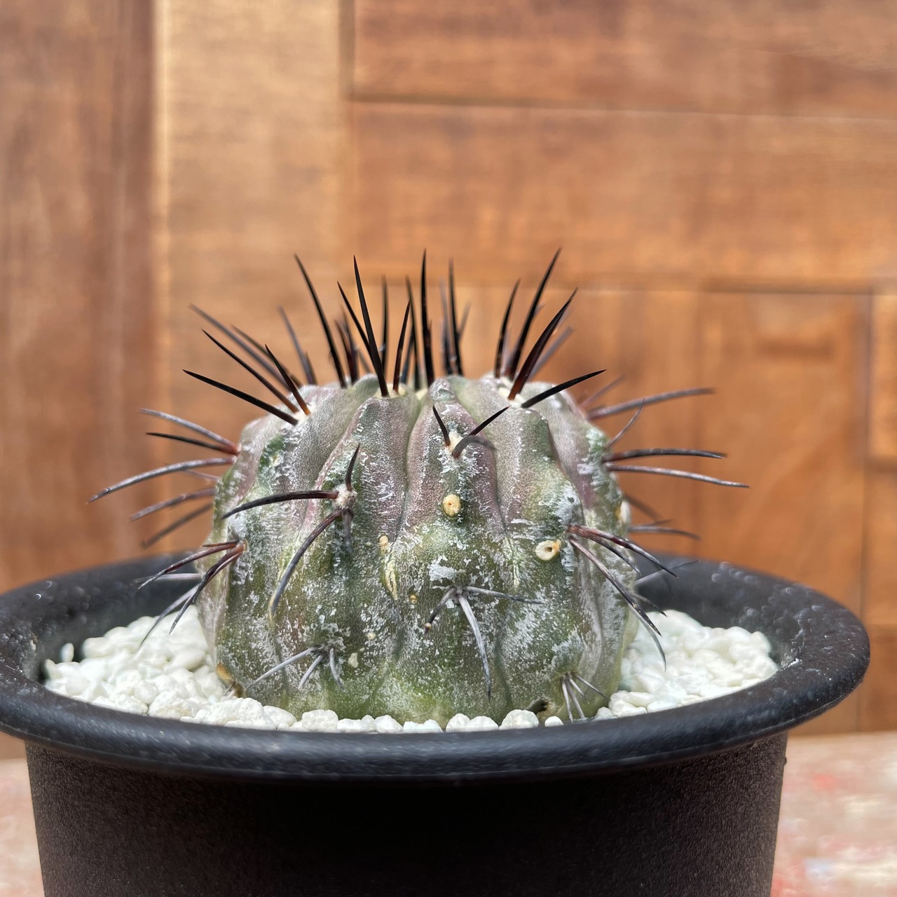 Copiapoa cinerea v. dealbata【コピアポア・黒士冠・実生】