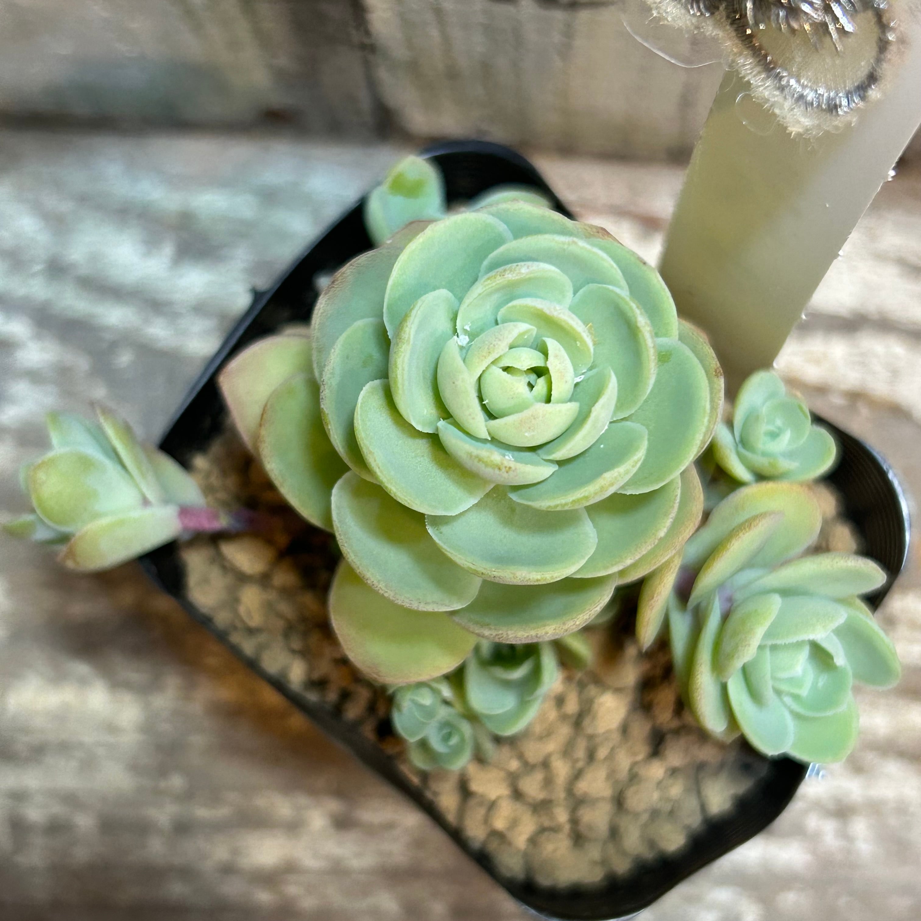ピーチパーフェクト | RuPo 多肉植物専門店