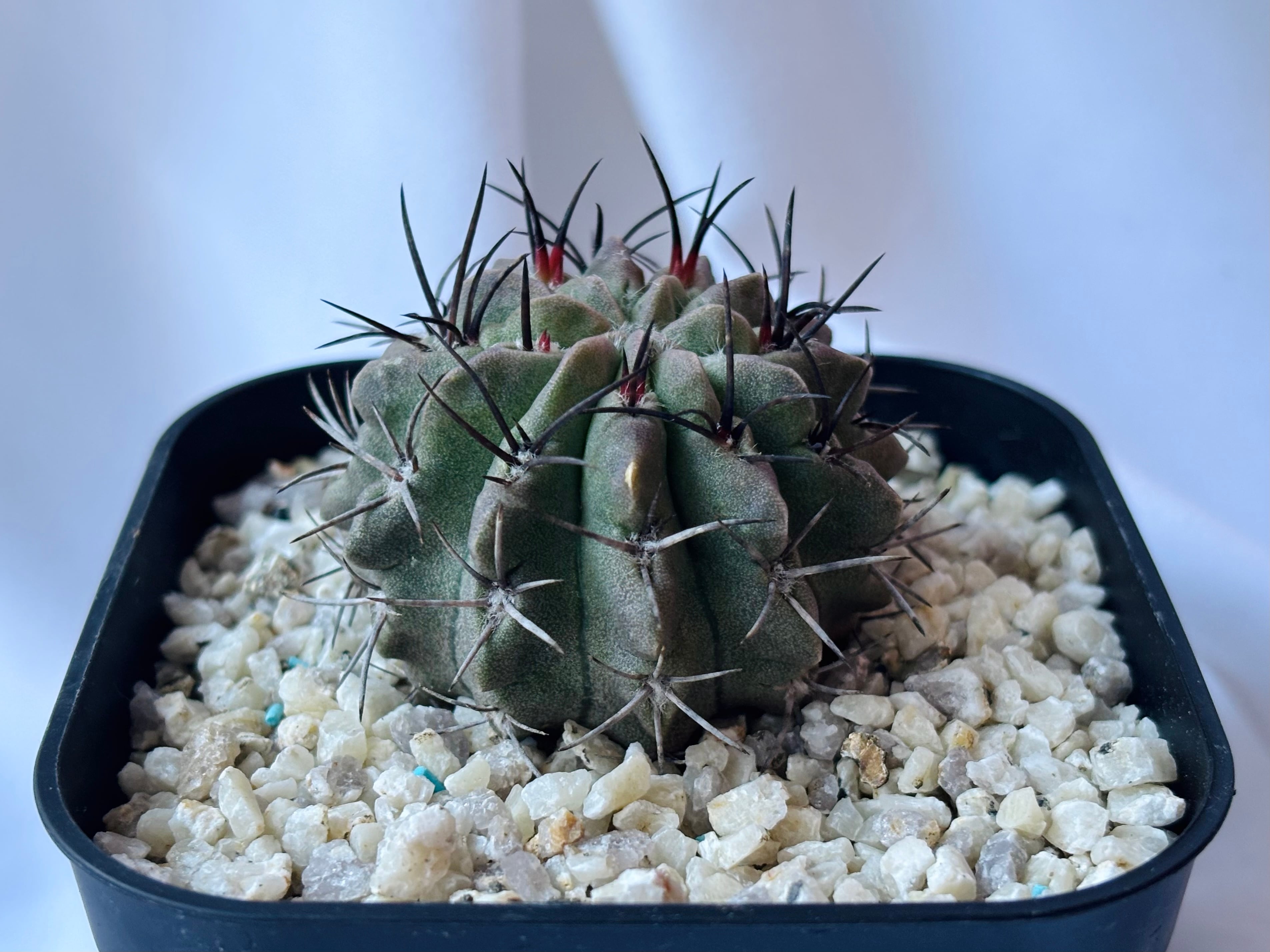 Eriosyce paucicostata エリオシケ パウキコスタータ サボテン