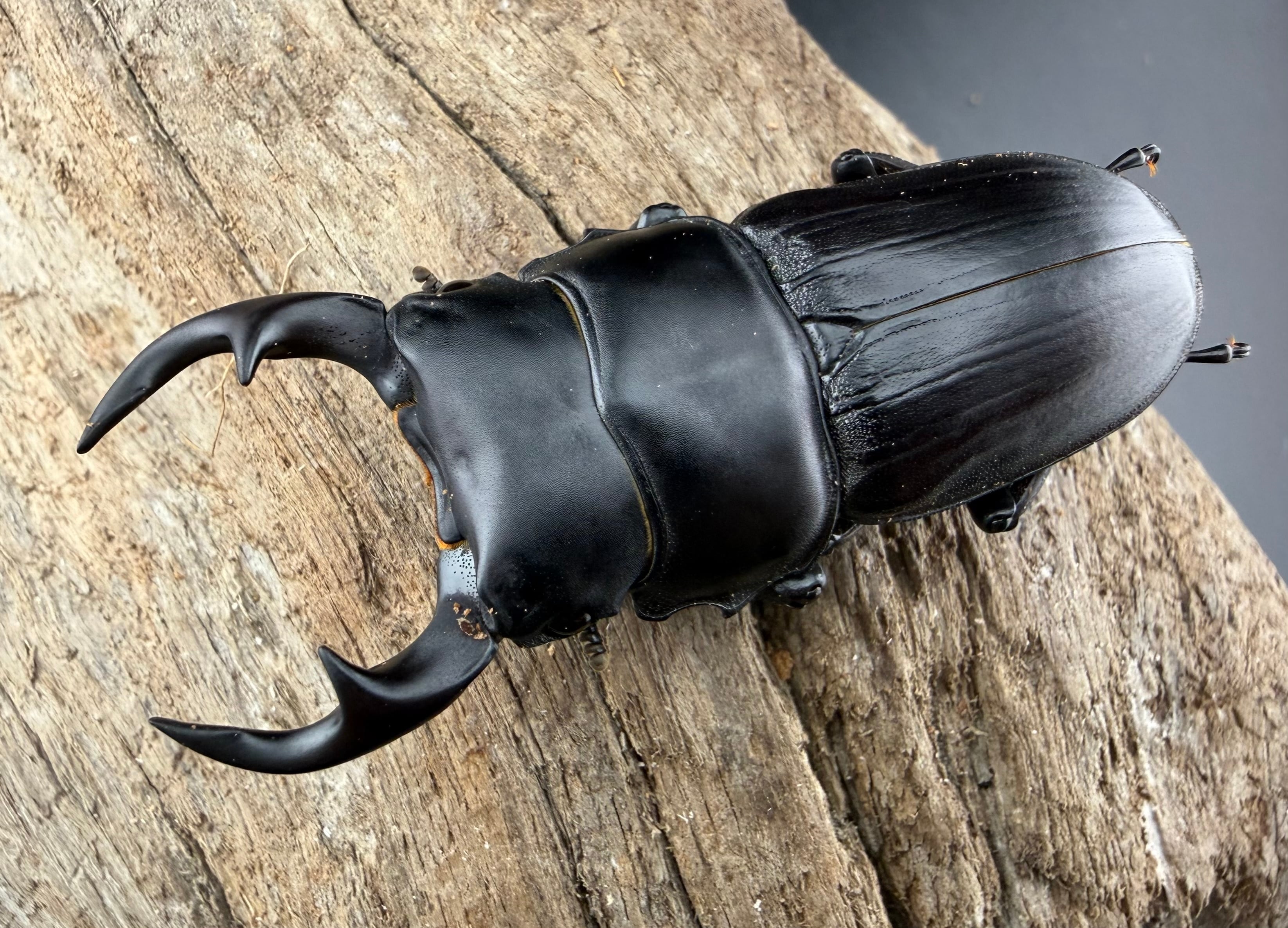 大鍬箱】2026 New Year HAPPY BOX（お得箱） 77,777 | KPW公式