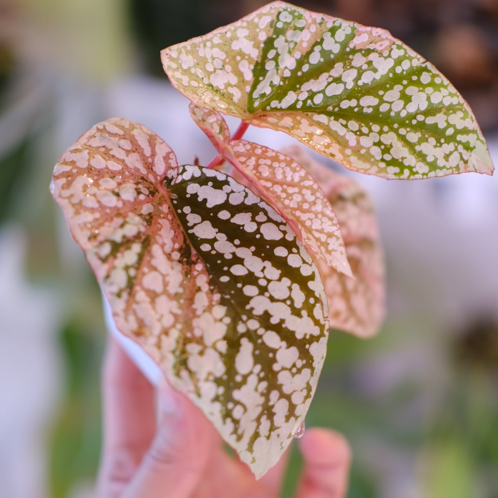 MS431 129 ベゴニア スノーキャップド 斑入リ 10株セット Begonia Snow Capped Variegata｜ベゴニア スノーキャップド 斑入り②
