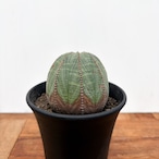 Euphorbia obesa【ユーフォルビア・オベサ・♀】