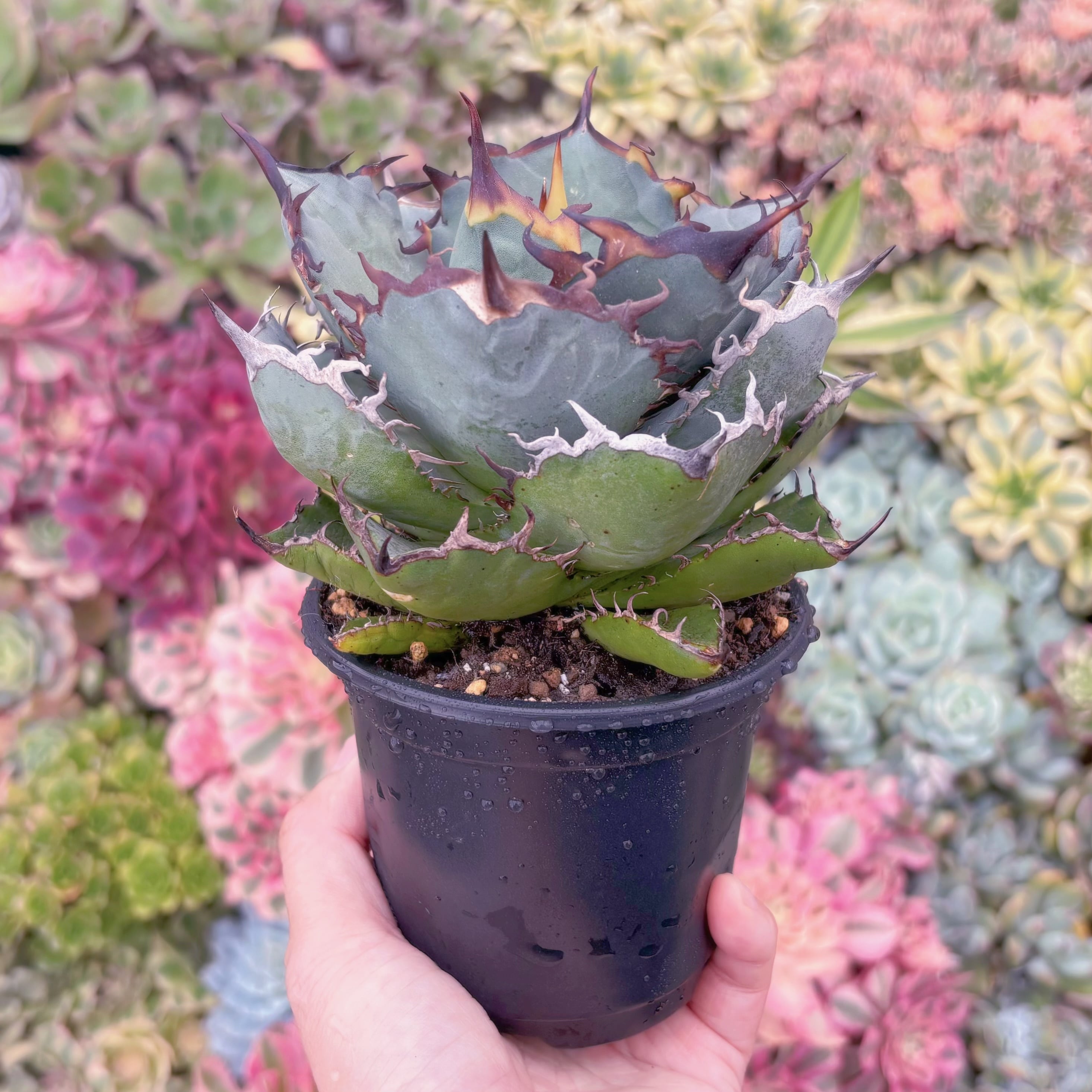 現品　アガベ　黒犀牛#609　新入荷　るる農園