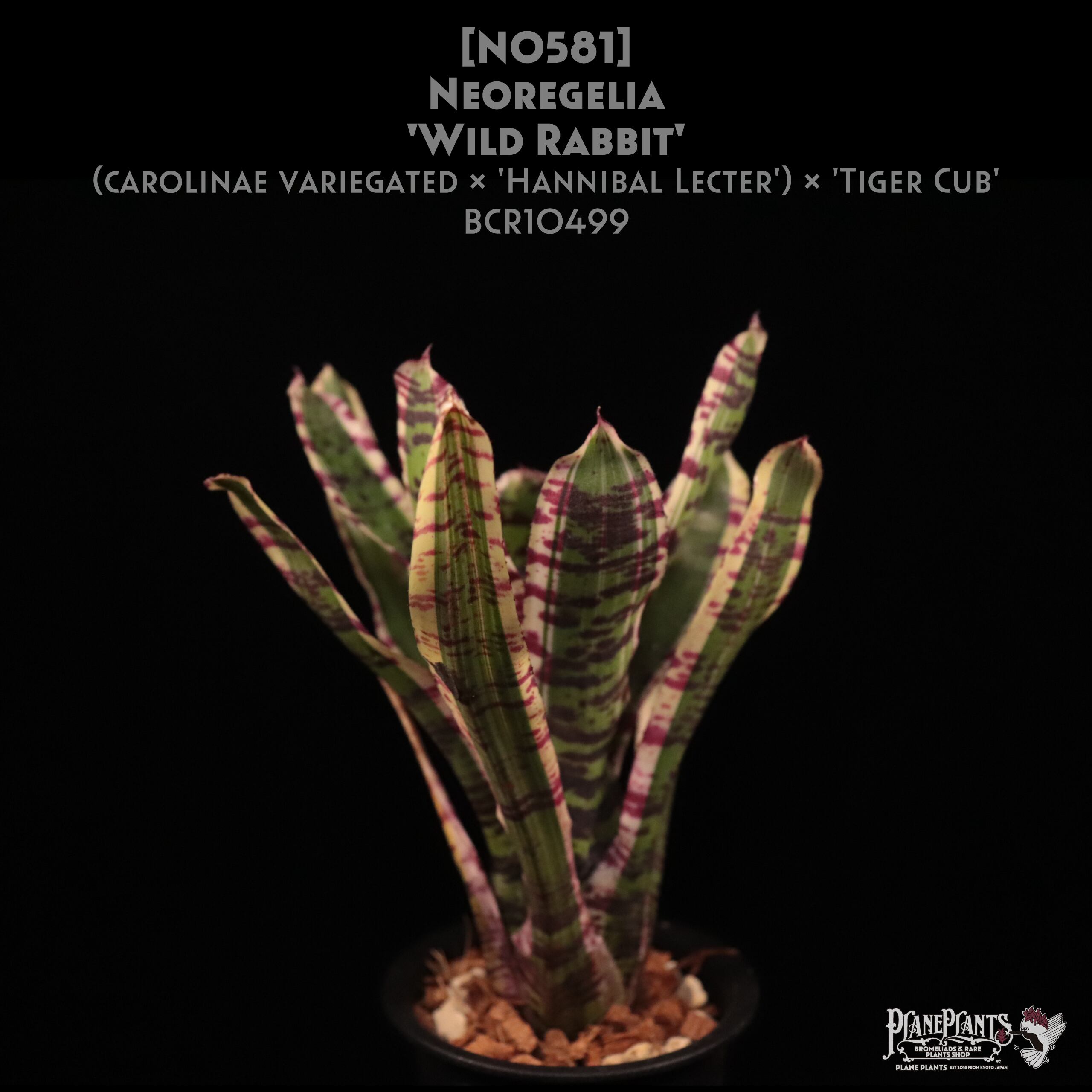 【送料無料】Neoregelia 'Wild Rabbit'〔ネオレゲリア〕現品発送N0581