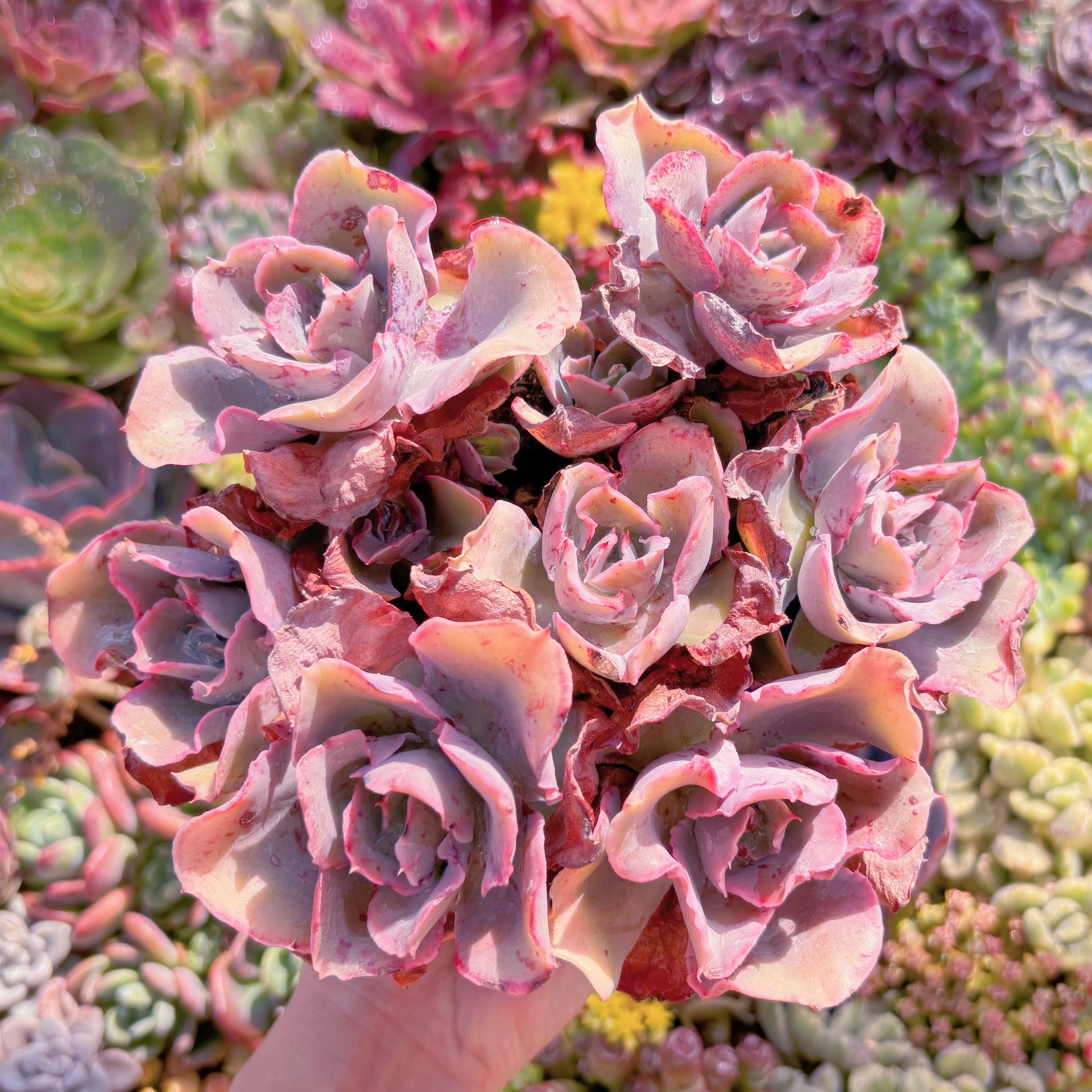 現品　新品種　フィンク#M050　特大群生　新入荷　るる農園