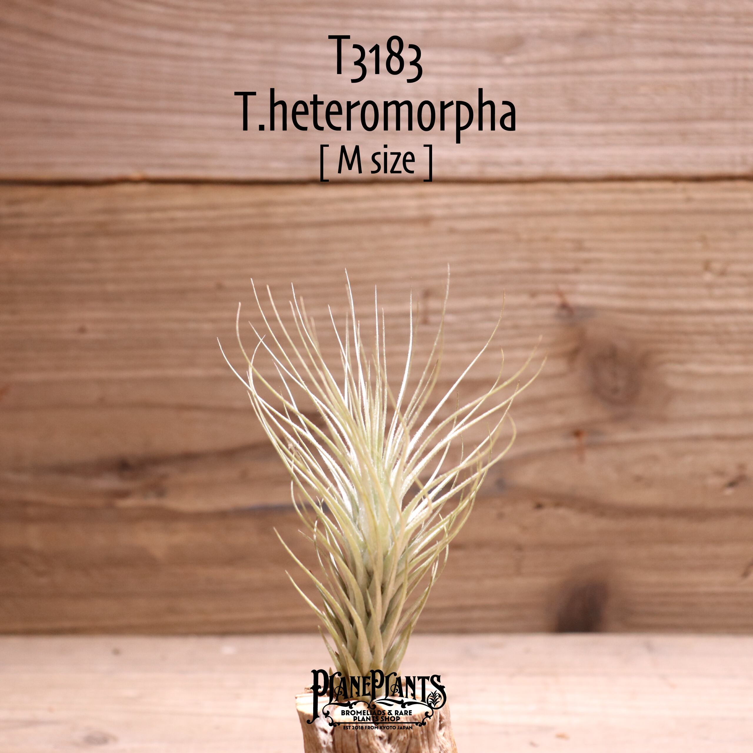 【送料無料】heteromorpha〔エアプランツ〕現品発送T3183