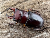 《カプレオルスミヤマクワガタ 35mm ペア》