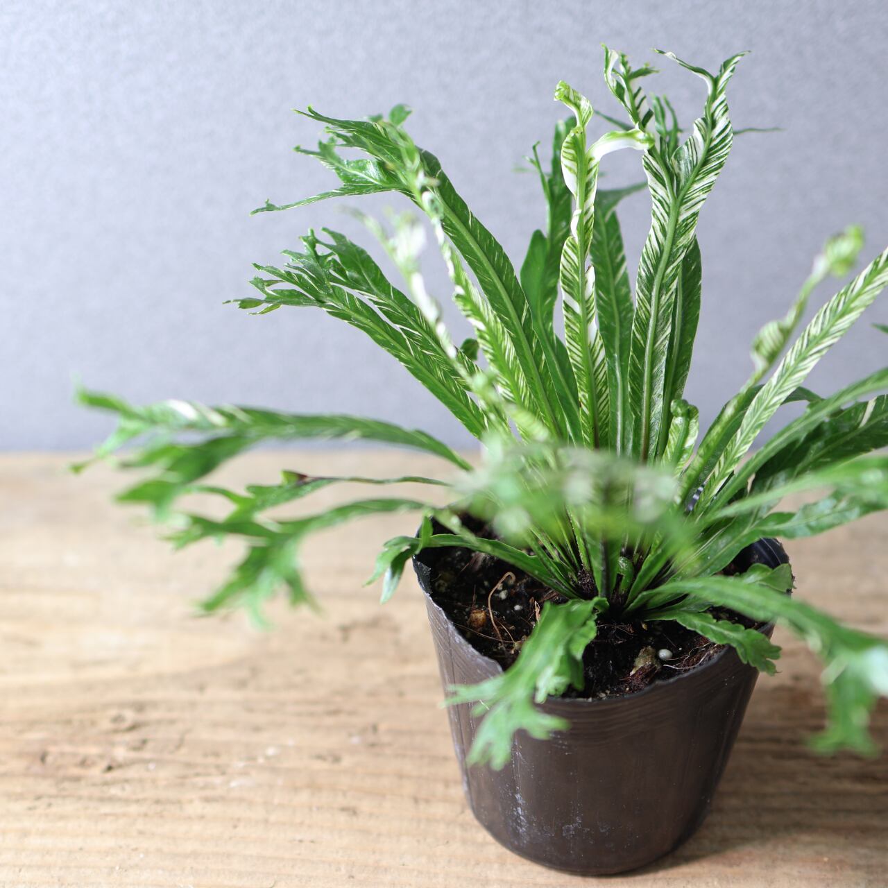 397 光を受けて輝く『アスプレニウム ニダス 斑入り』観葉植物 【送料