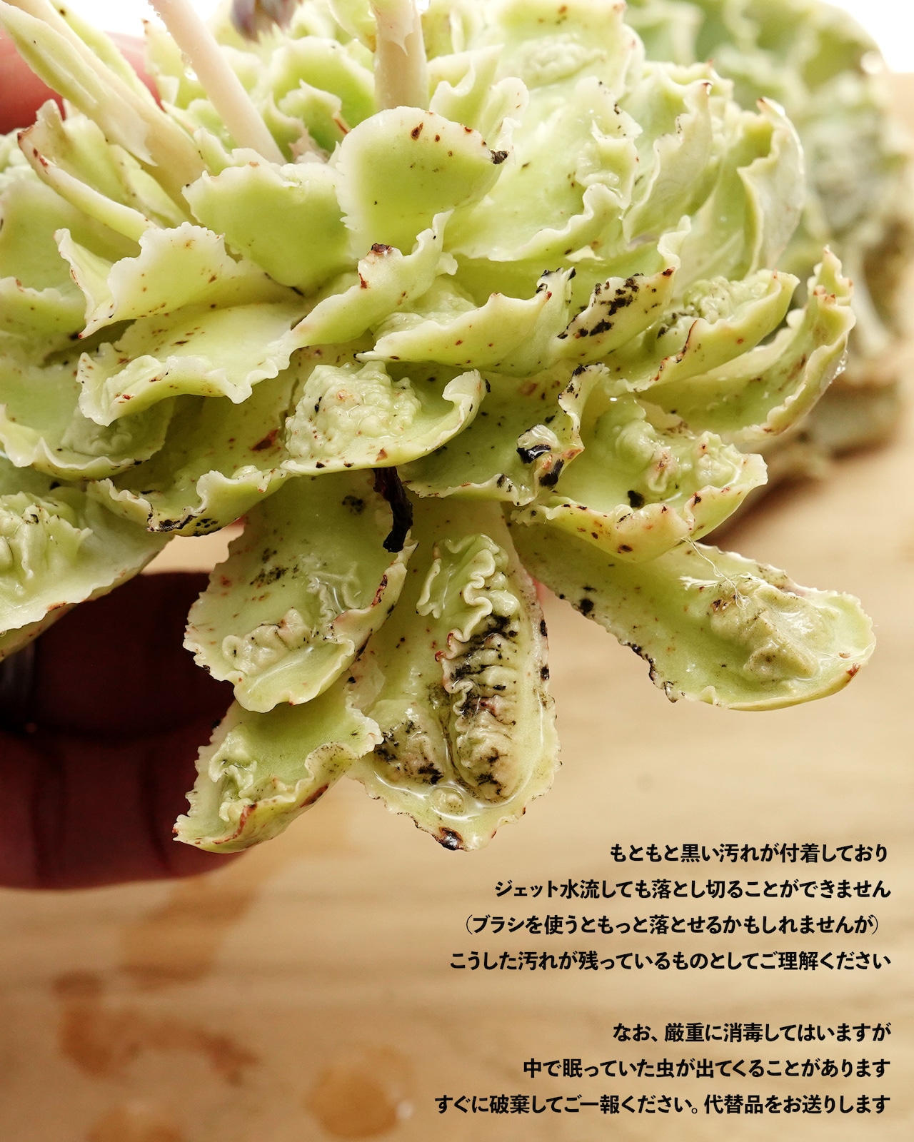 発根済カット苗 シャビアナ コブ化 巨大苗 Echeveria shaviana 'Pink Frills Warts'