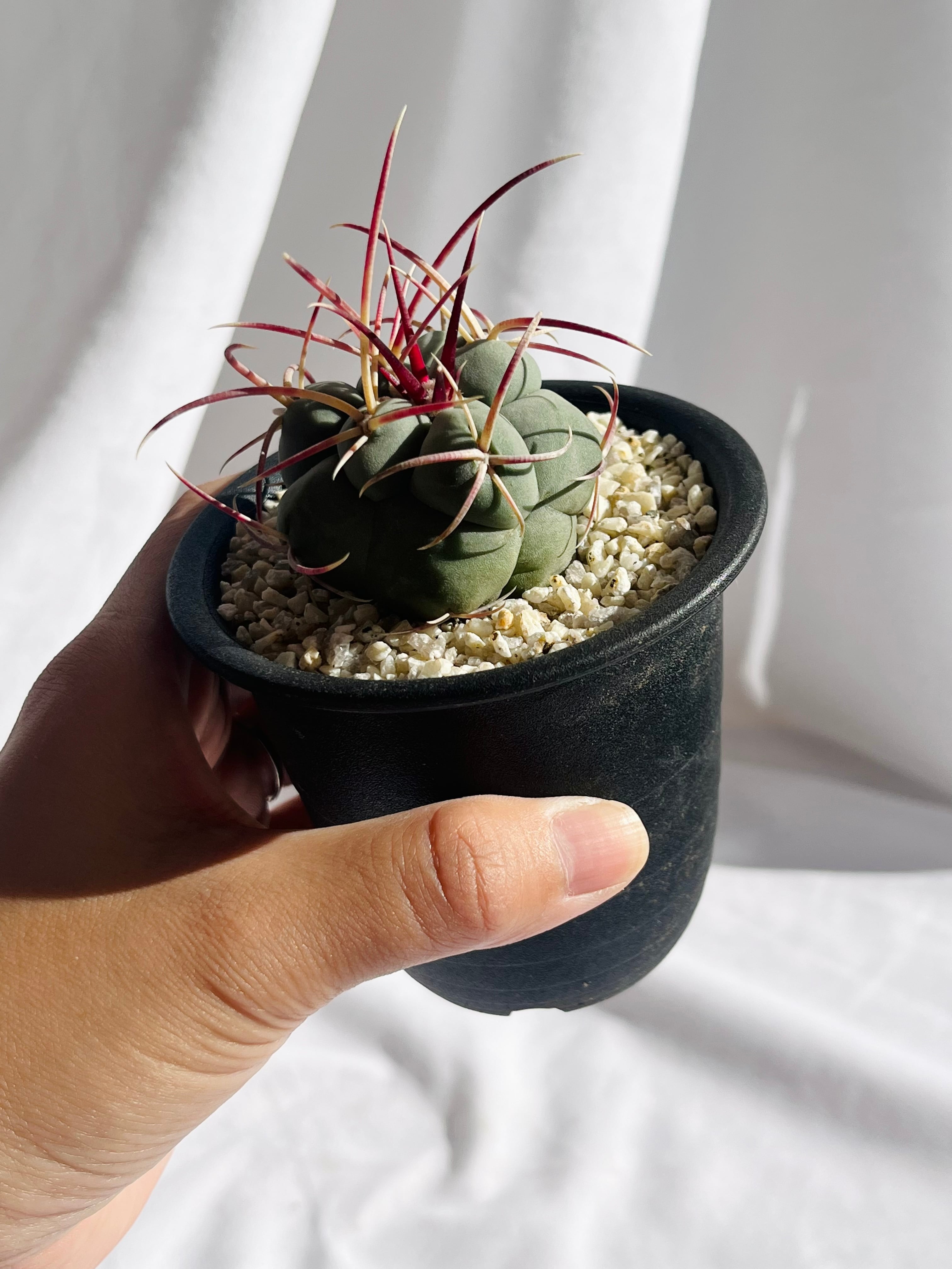 Thelocactus hexaedrophorus v. fossulatus テロカクタス 緋冠竜 Thelocactus hexaedrophorus v. fossulatus テロカクタス 緋冠竜