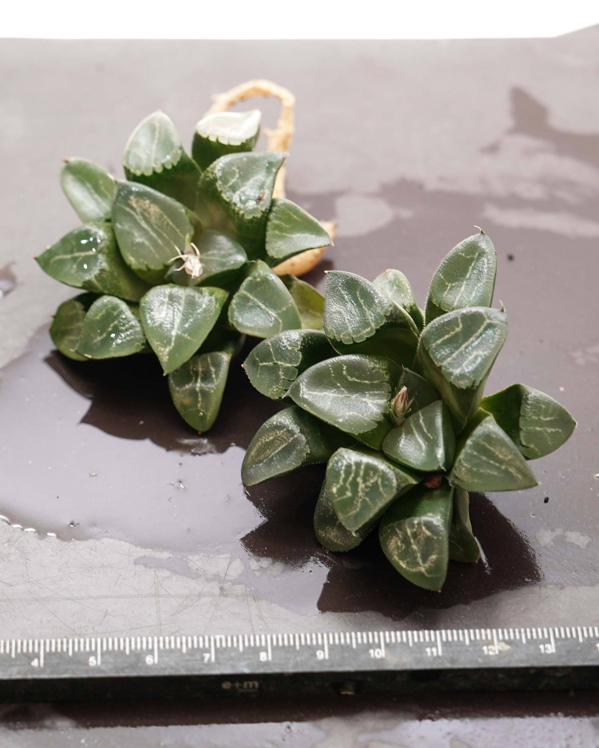 多肉植物　ハオルチア　シアキ　ミュータント系　カット苗 楽天市場】ハオルチア・シアキ 9cm鉢 カクタス長田 ミュータント系