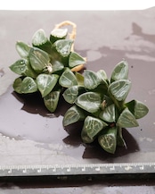 カット苗 ハオルチア 月影 Haworthia 'Tsukikage'