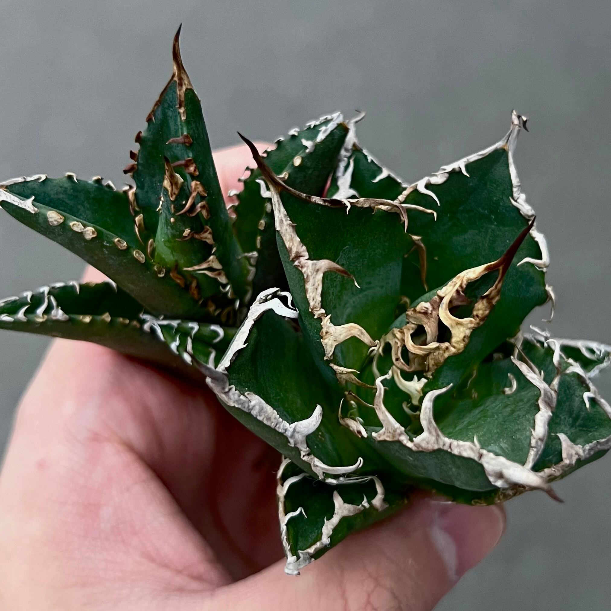 アガベシーザー 毒刺産 【公式通販】