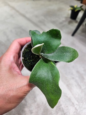 P.willinckii SPA × P.willinckii Moon Light × P.veitchii Auburn River Sporelings 【artPLANTs/PLANTS GARAGE 】ビカクシダ#Platycerium