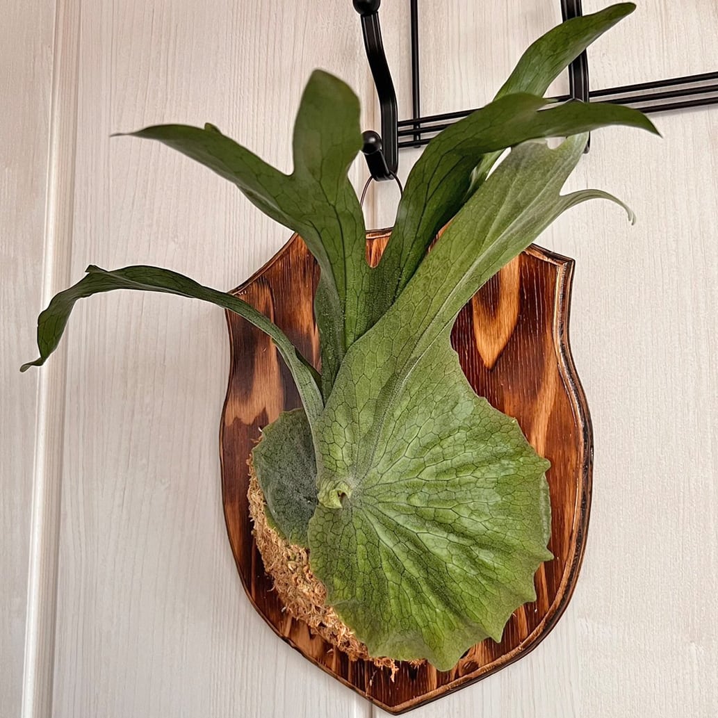 ビカクシダ グランデ 板付 【観葉植物 壁掛け コウモリラン