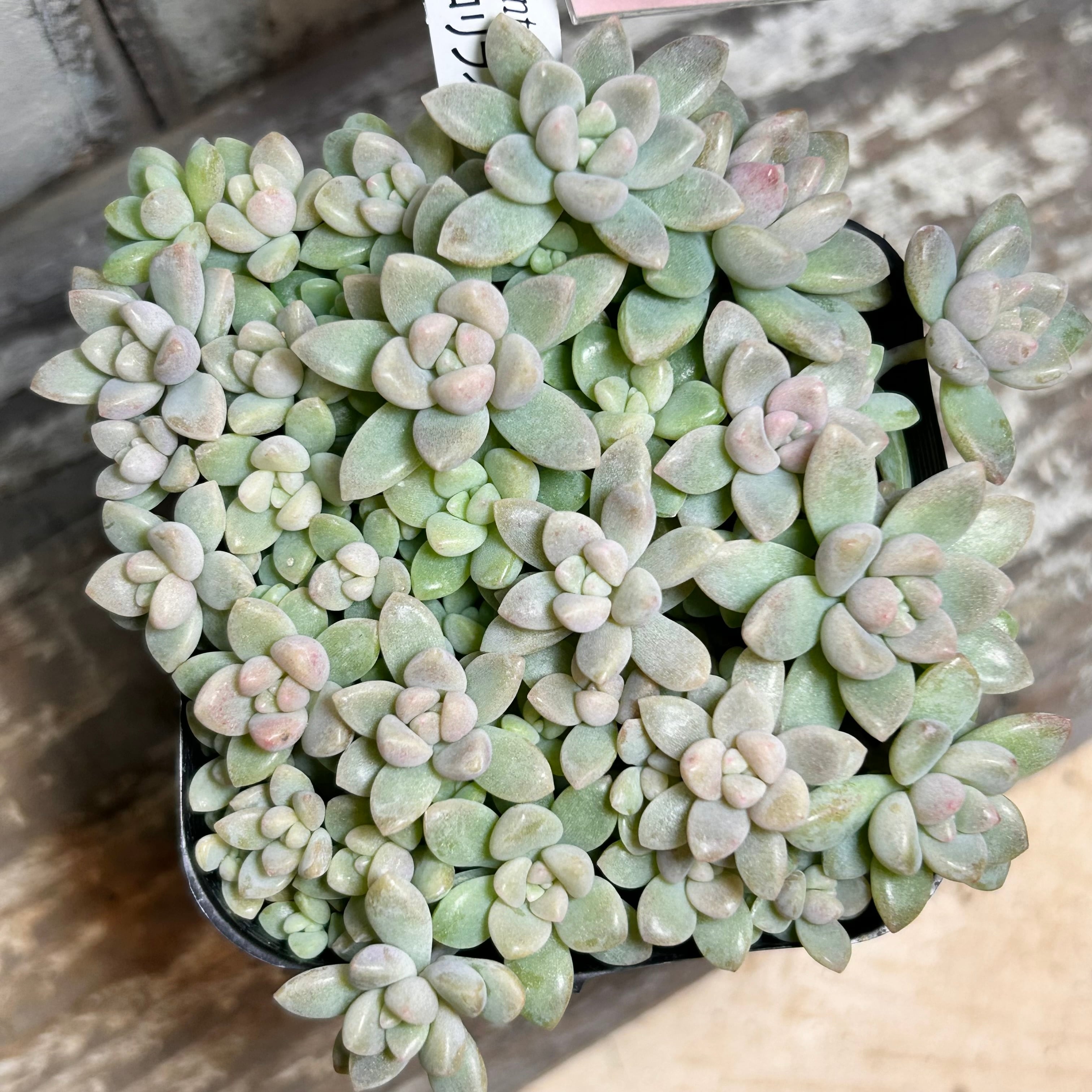 ルビーティント群生(韓国苗)T | RuPo 多肉植物専門店