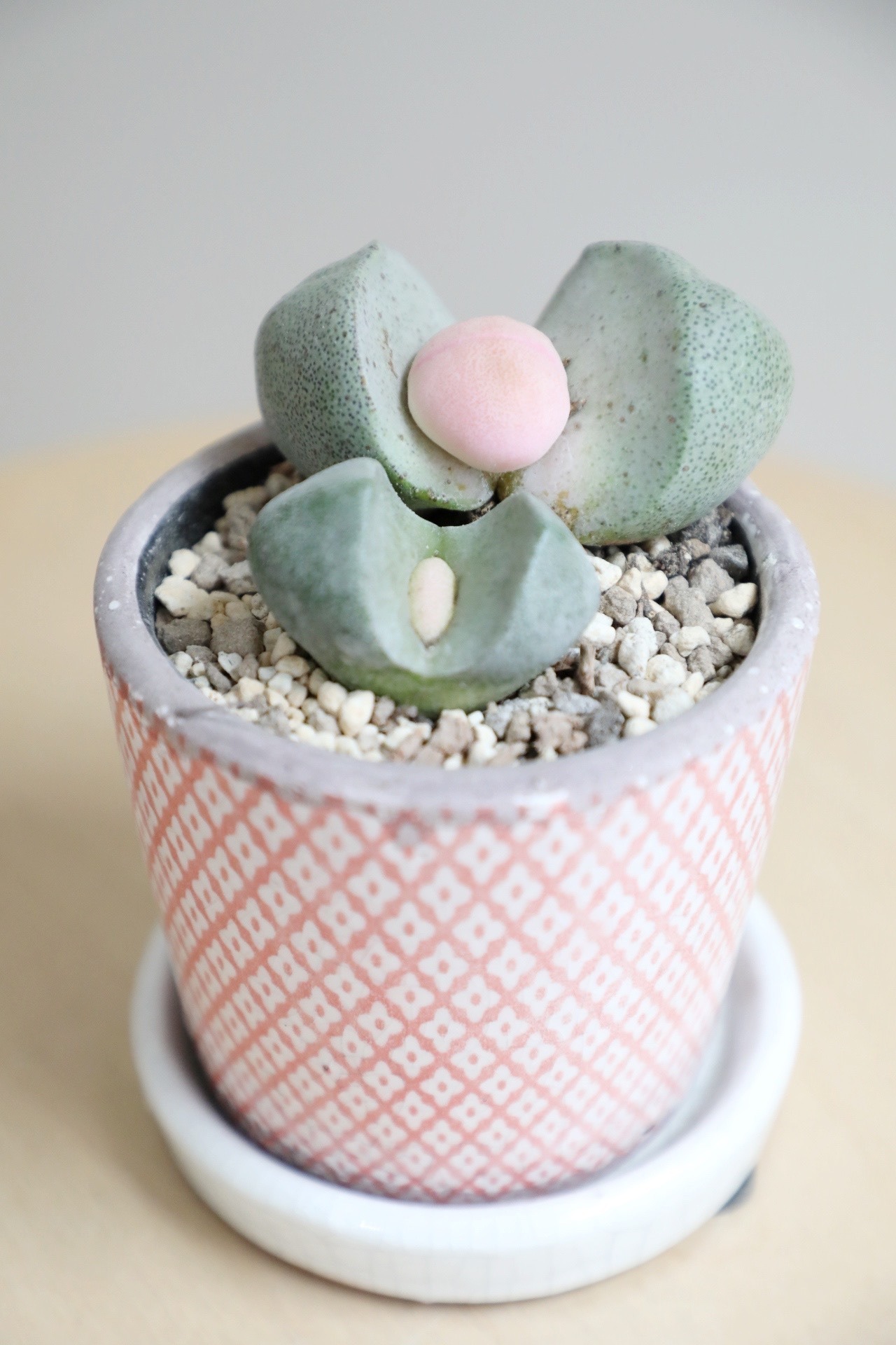 【S】プレイオスティロス 令和の桃太郎/Pleiospilos