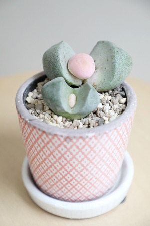 【S】プレイオスティロス 令和の桃太郎/Pleiospilos